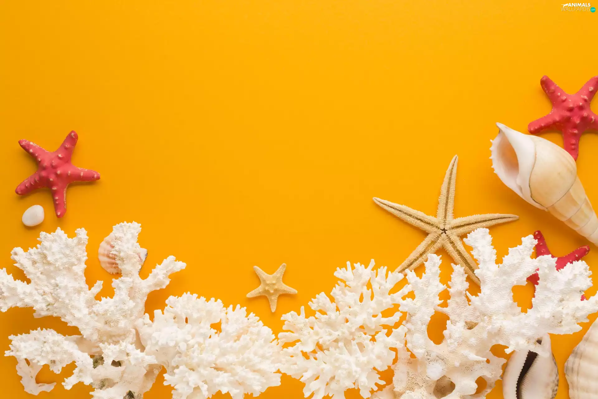 Shells, Pebble, Corals, starfish, White