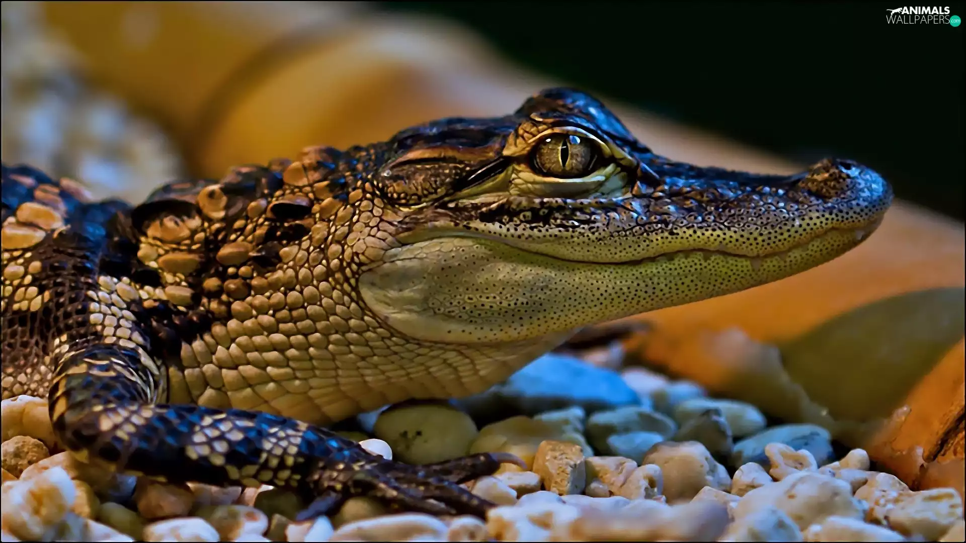 Pebble, young, Crocodile