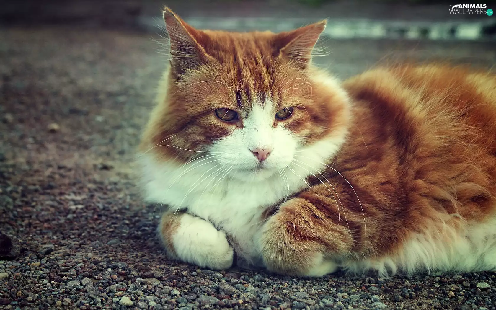 pebbles, ginger, cat