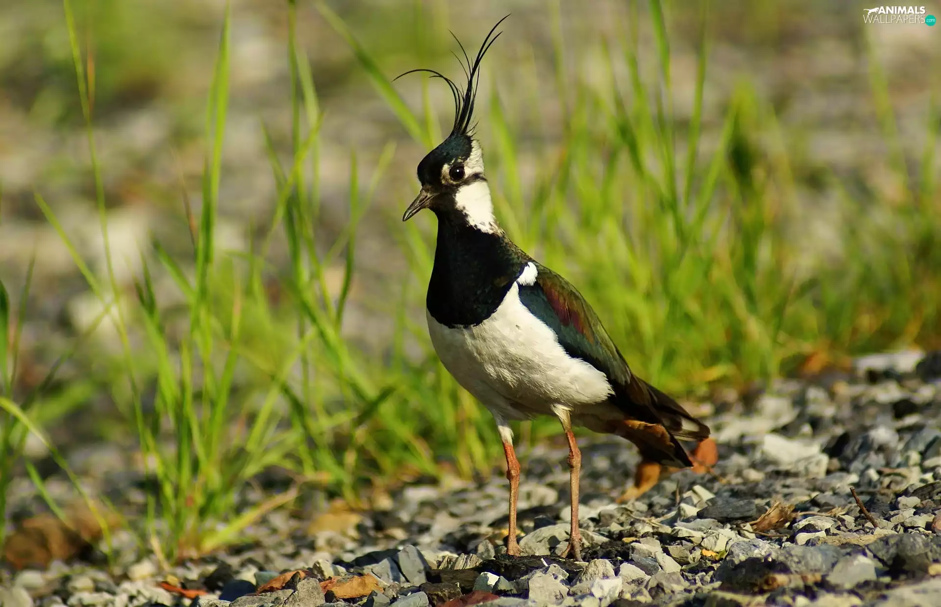 pebbles, lapwing, grass