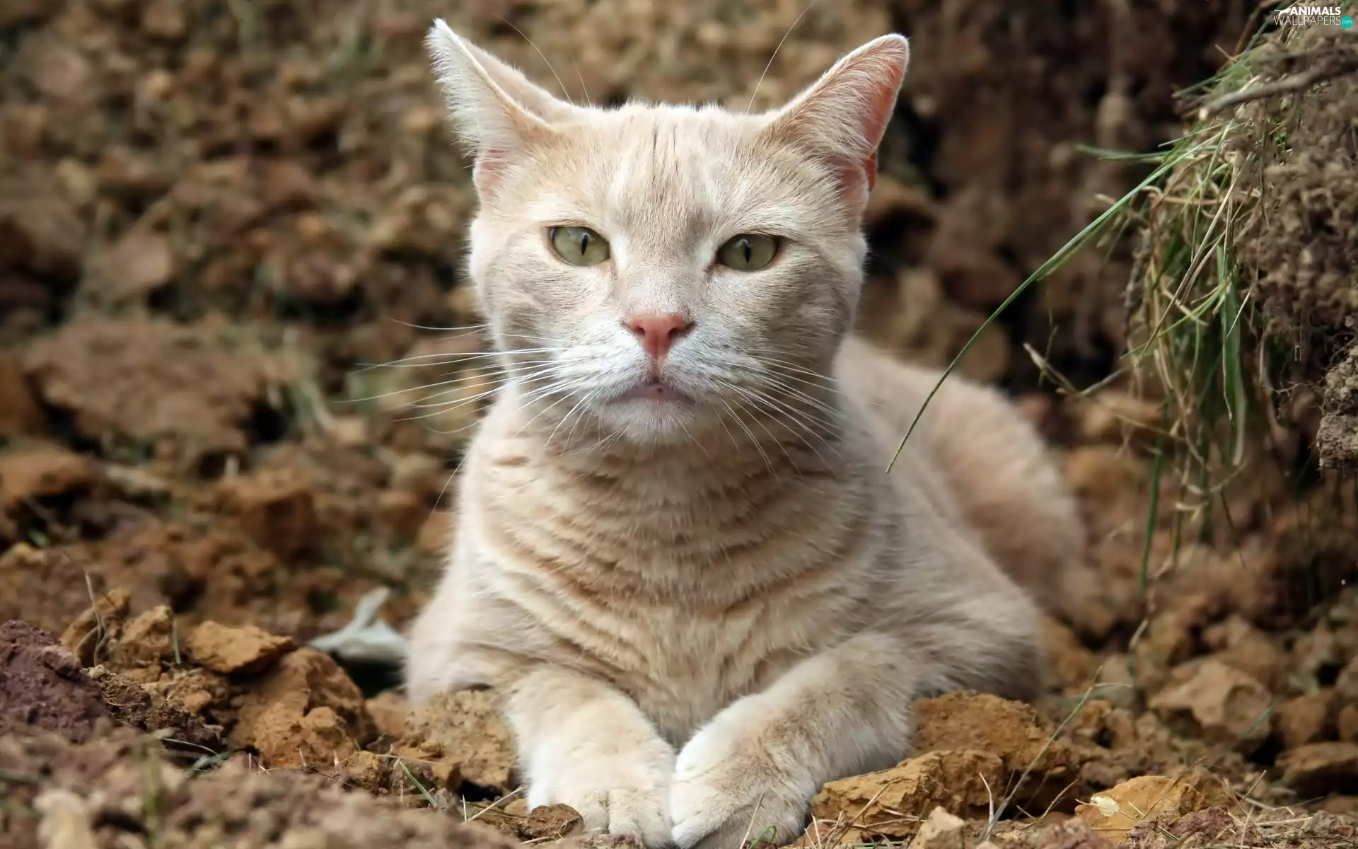 pebbles, beautiful, kitten