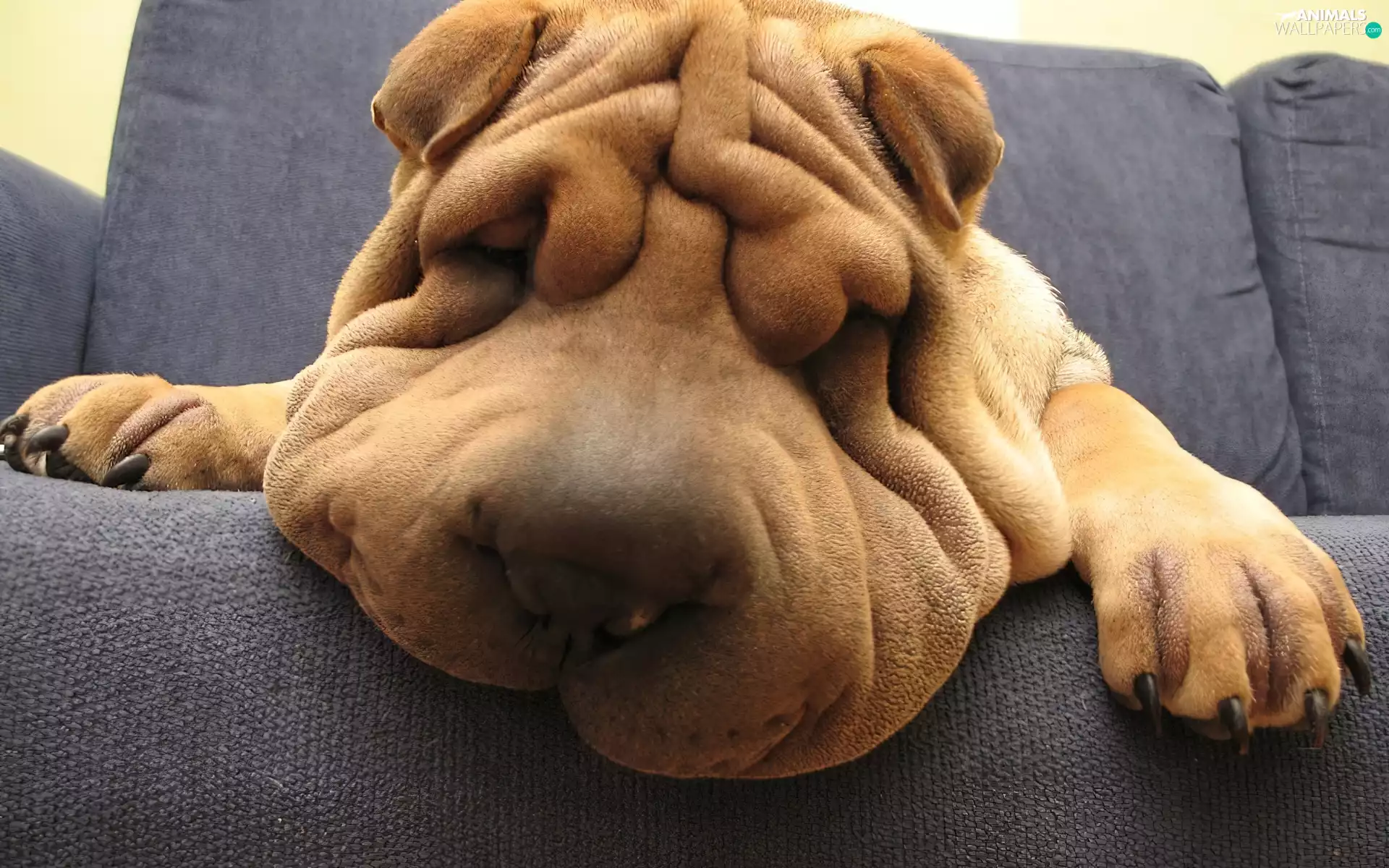Shar Pei, dream, Sofa, muzzle