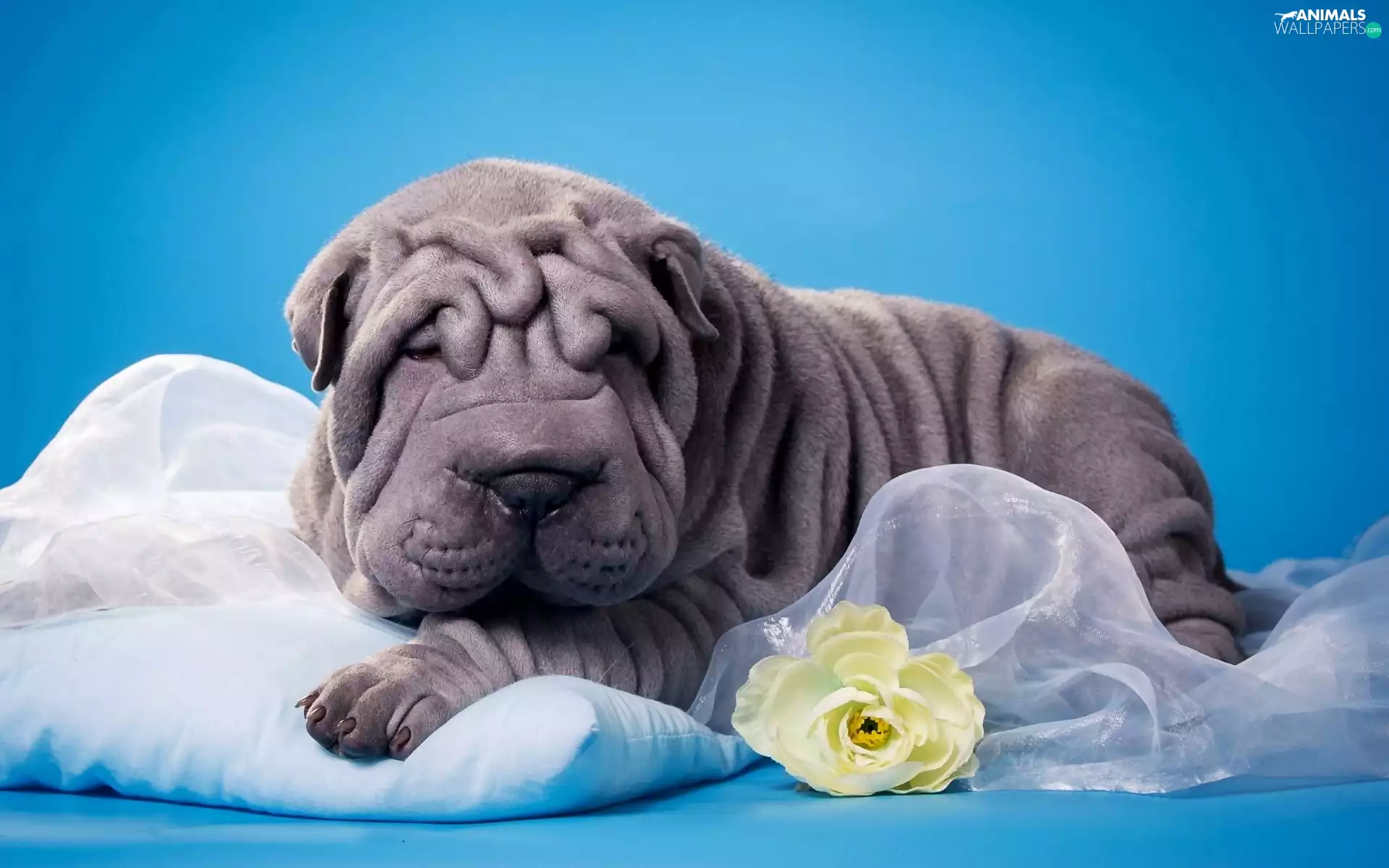 Flower, dog, Shar Pei