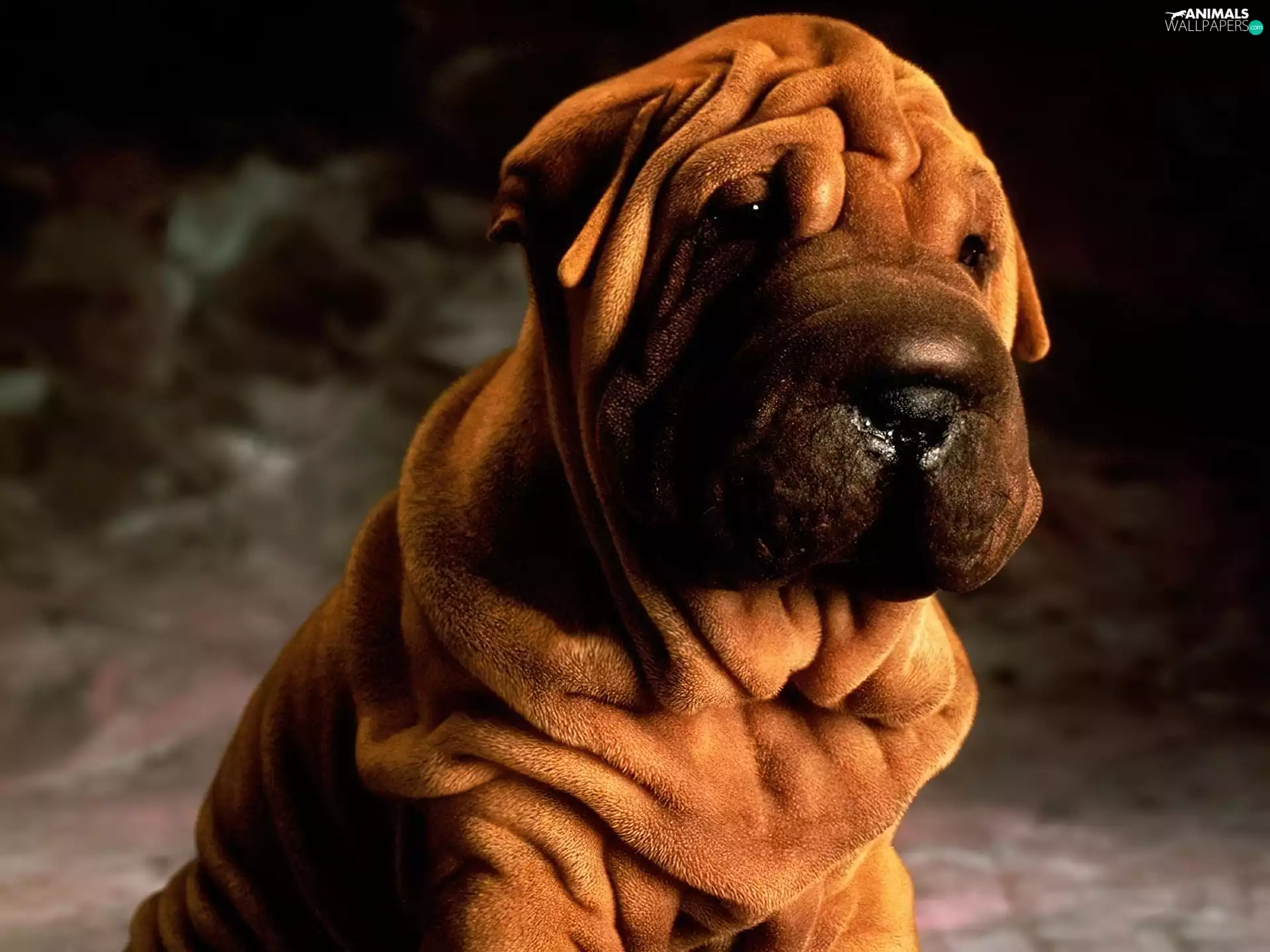 luscious brown, Shar Pei
