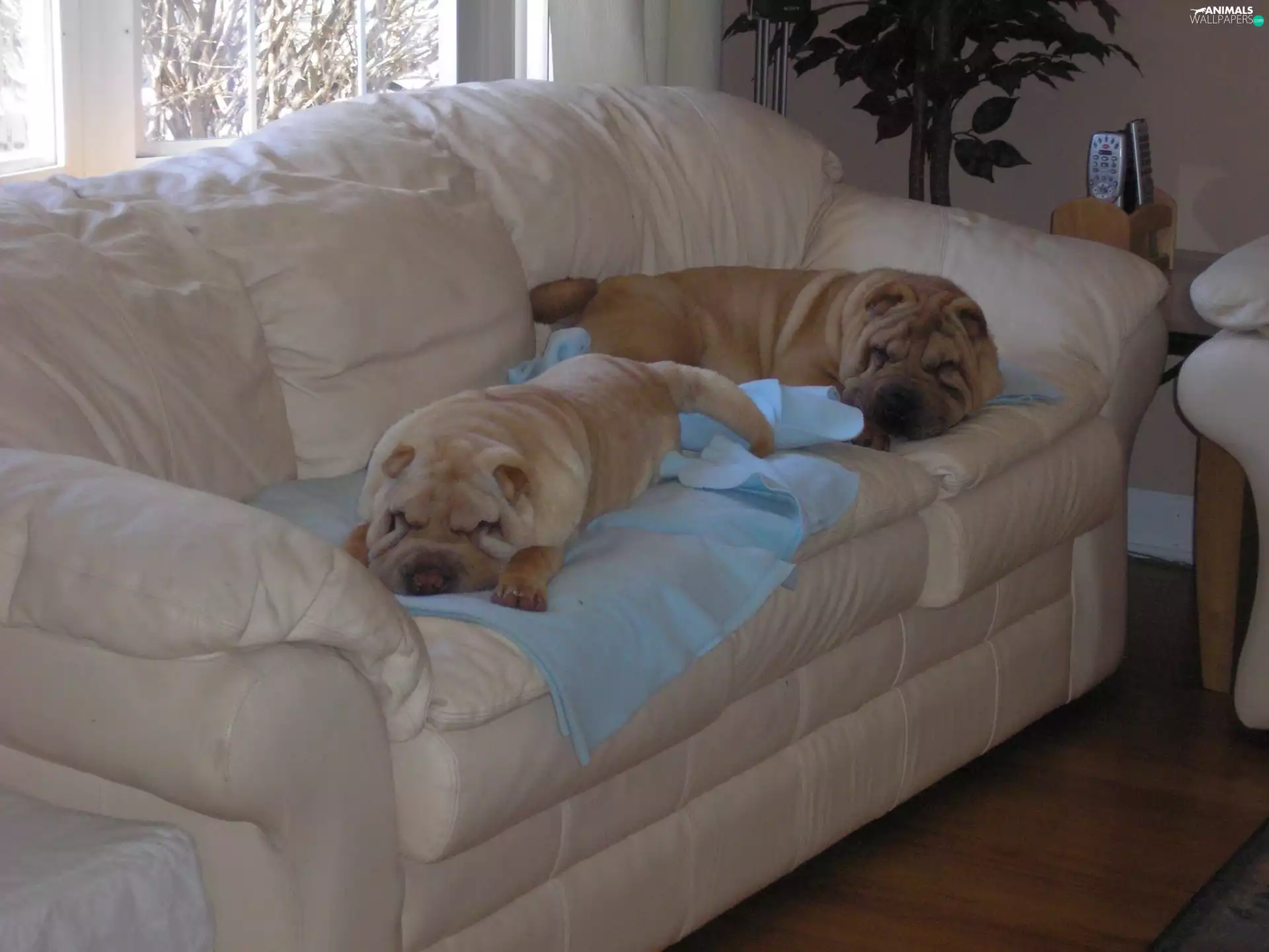 Leather, sofa, Shar Pei, Bright, Two cars