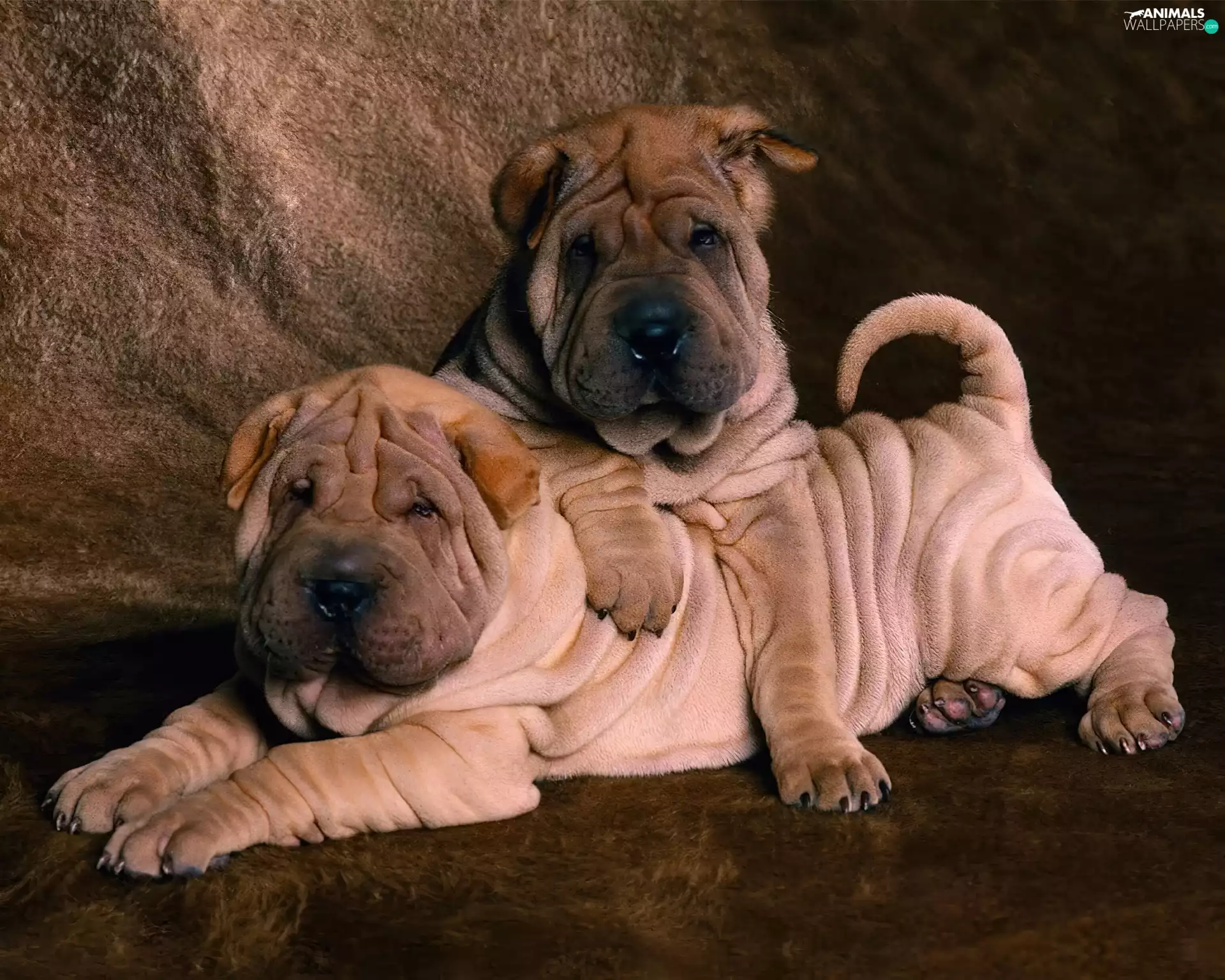 Shar Pei, Two cars, sweet