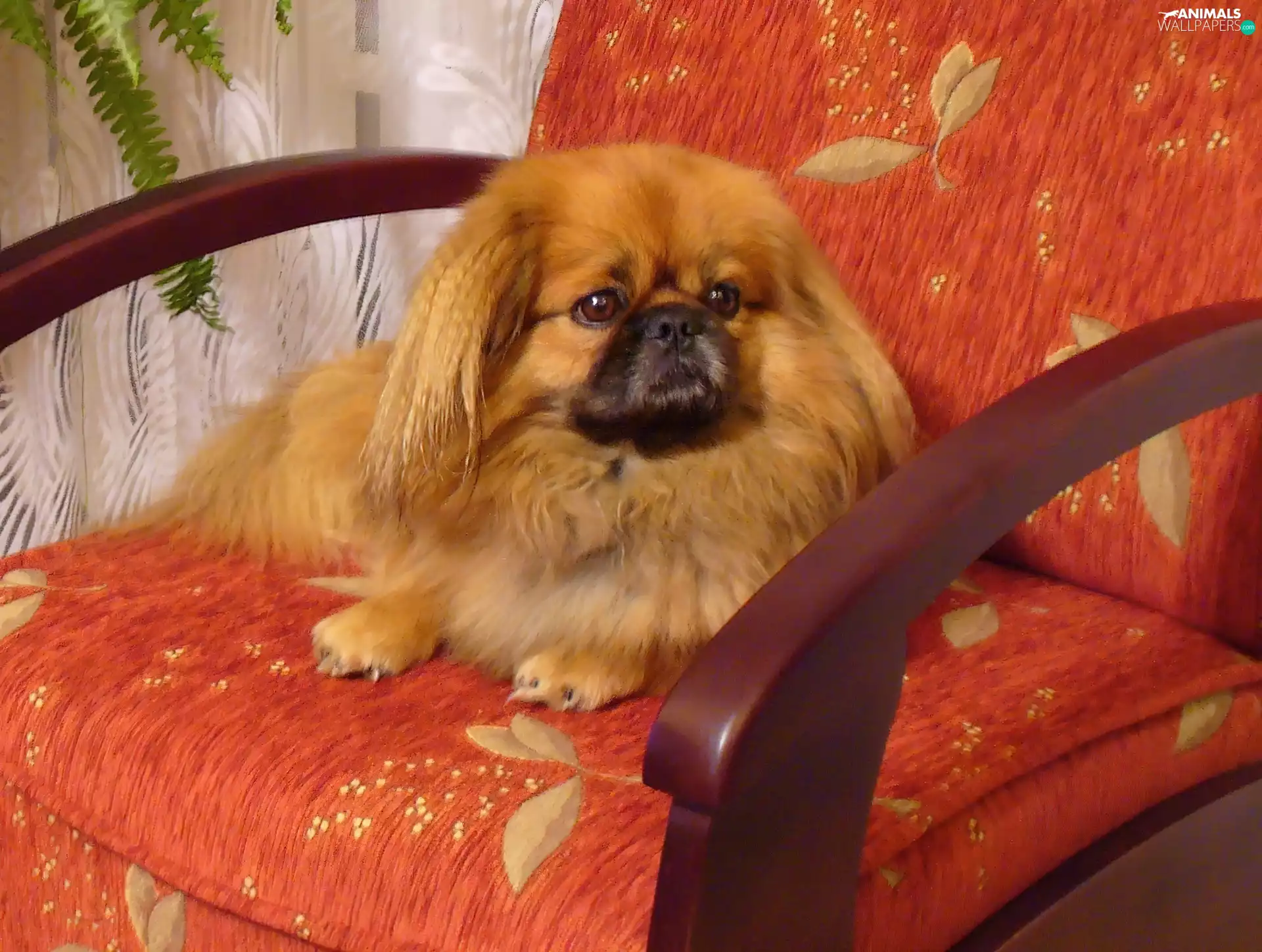 pekinese, Armchair