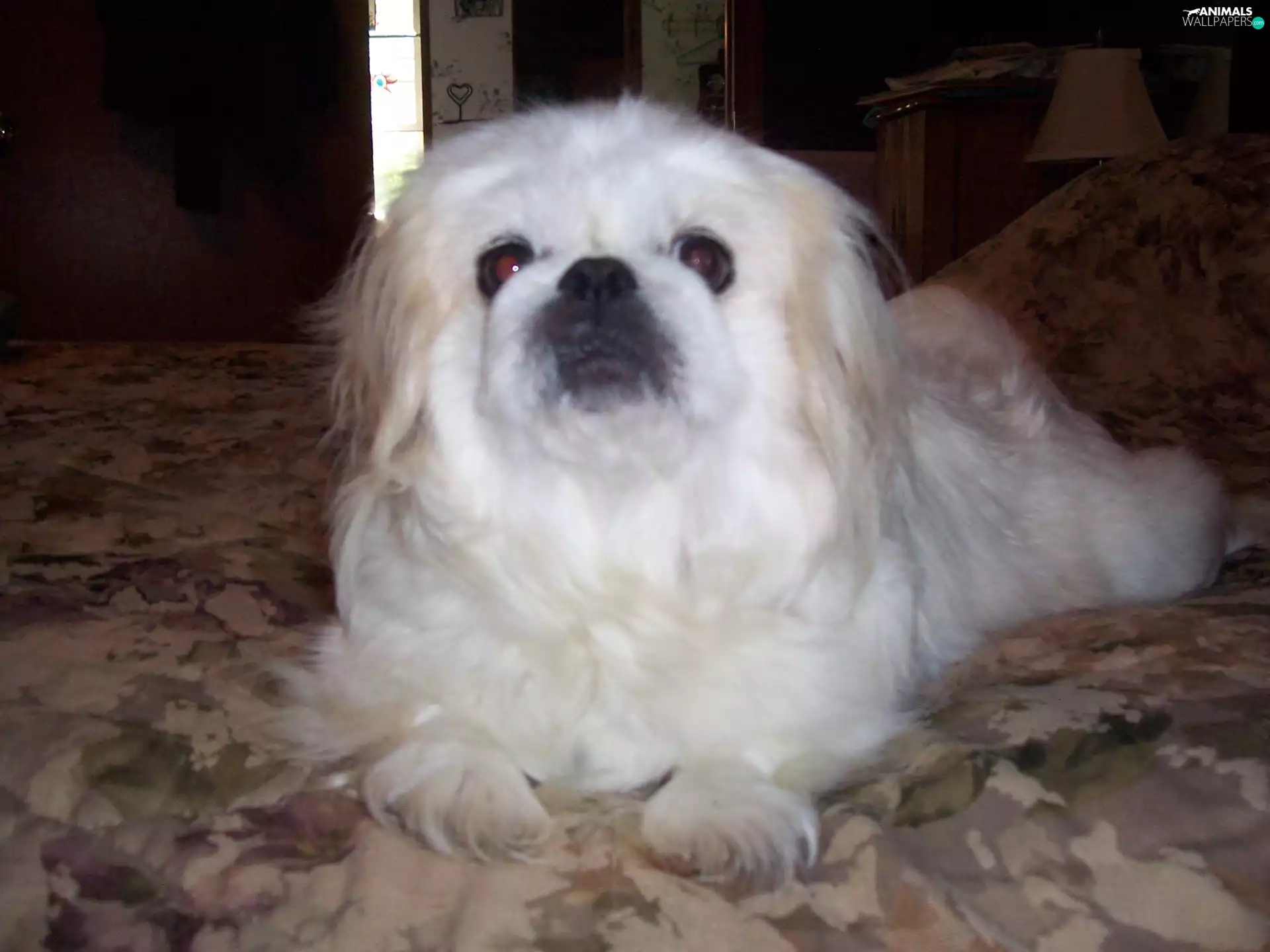 pekinese, White Bed