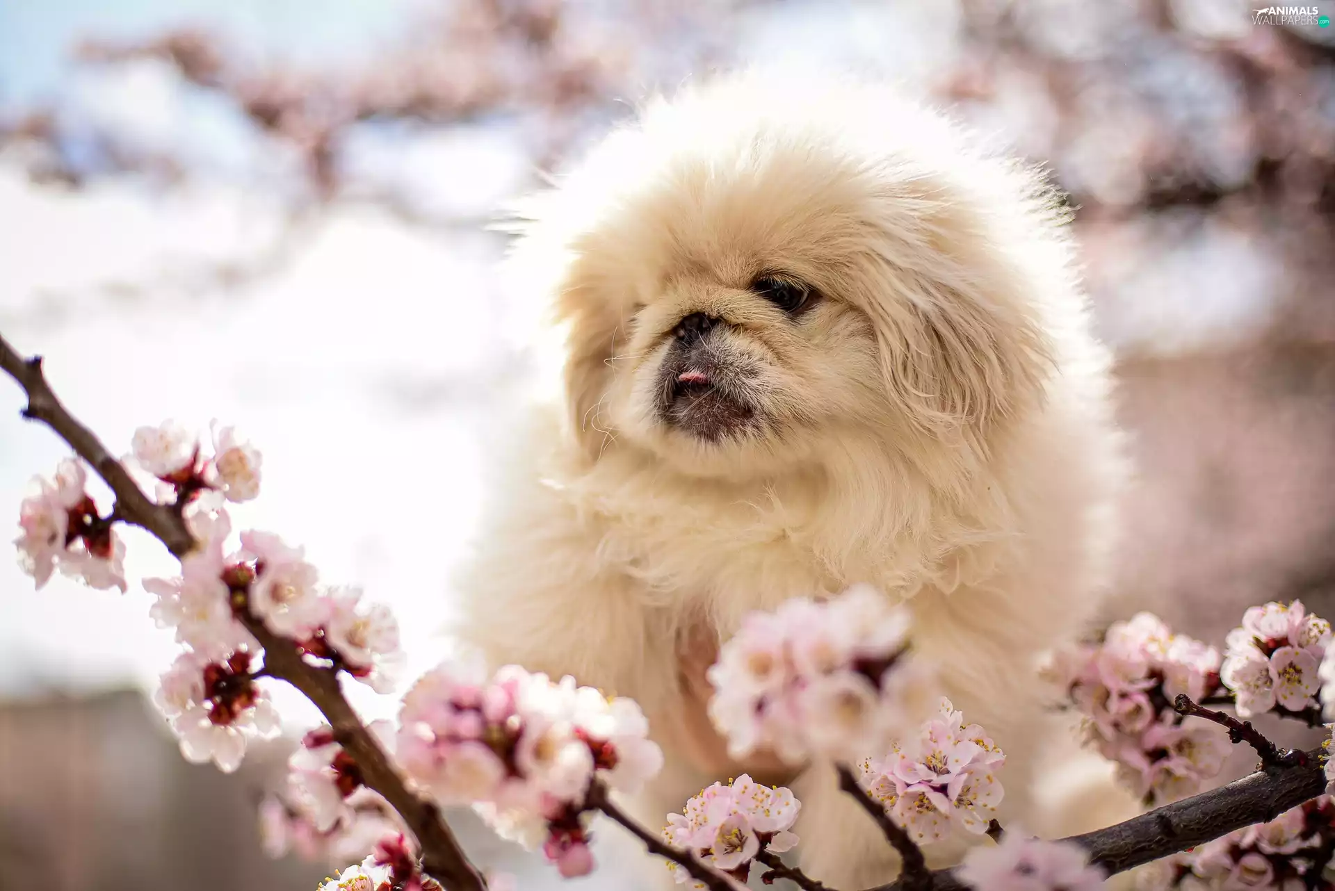 dog, Puppy, Twigs, pekinese