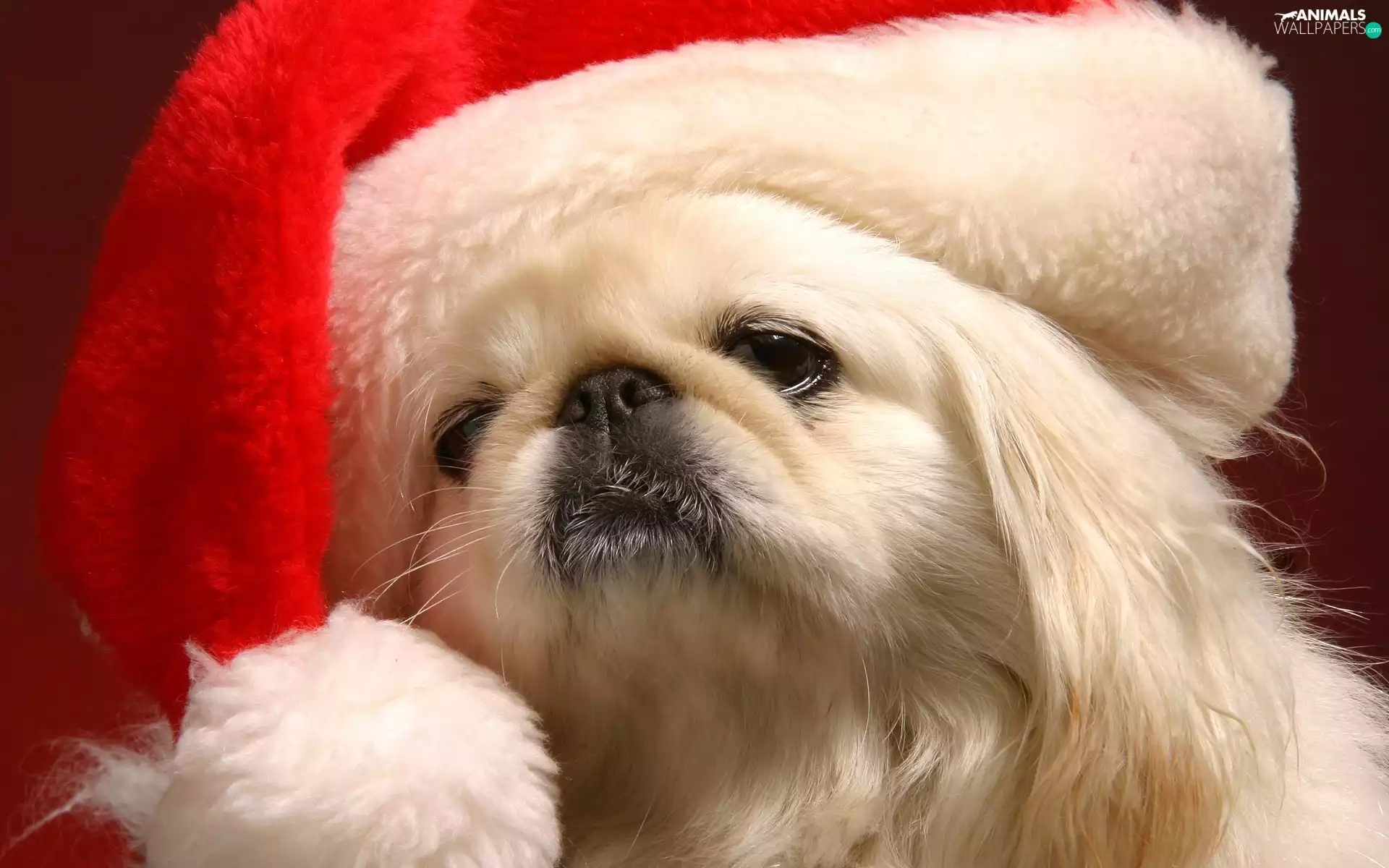 doggy, Hat, Nicholas, pekinese