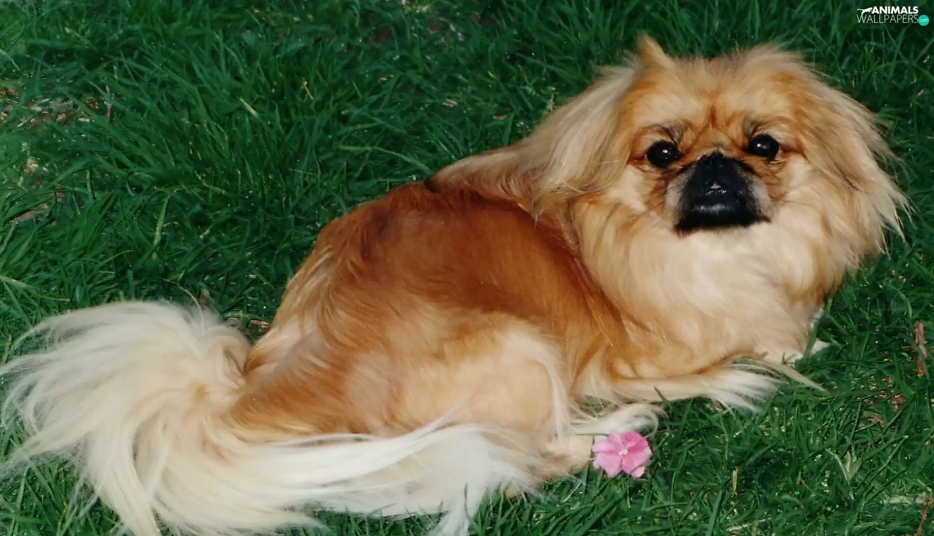 pekinese, grass