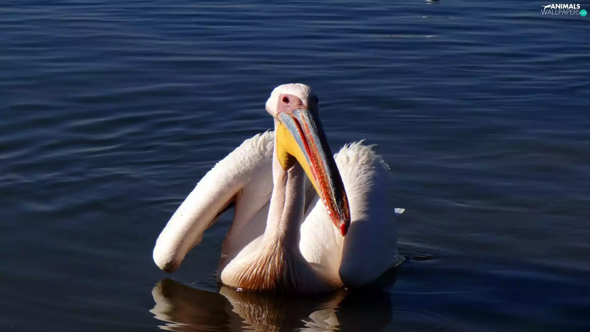 pelican, lake