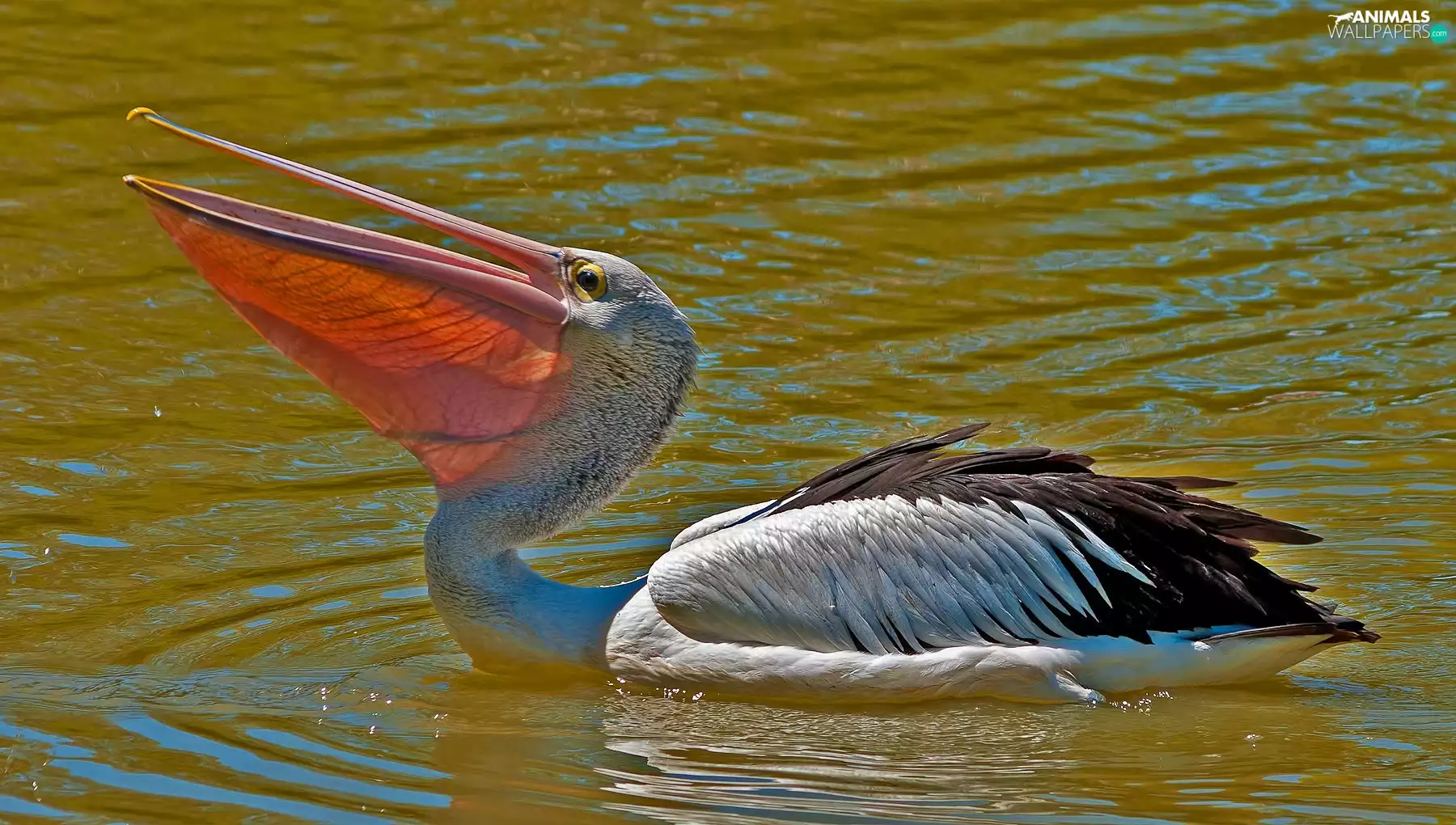 pelican, water