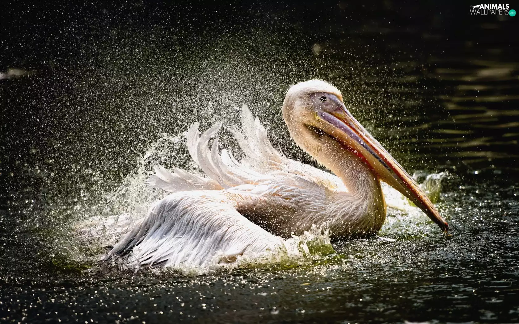 pelican, water