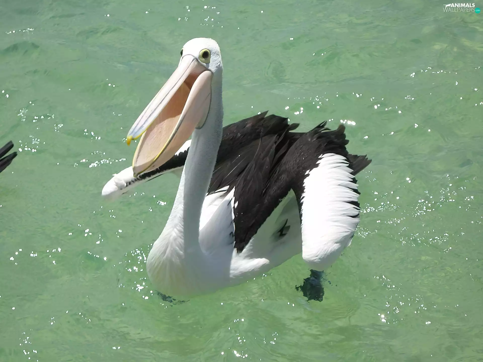 pelican, water