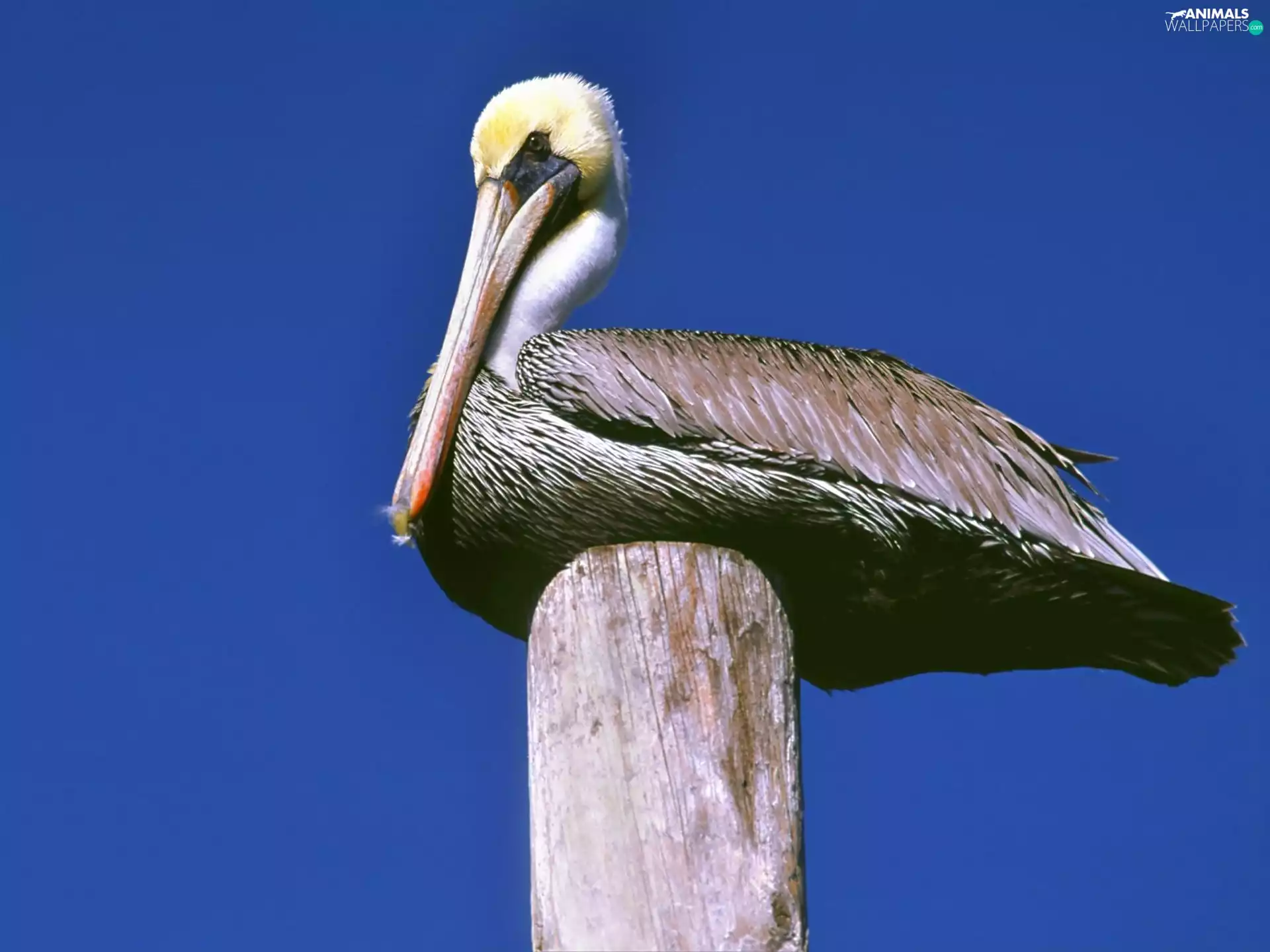 pelican