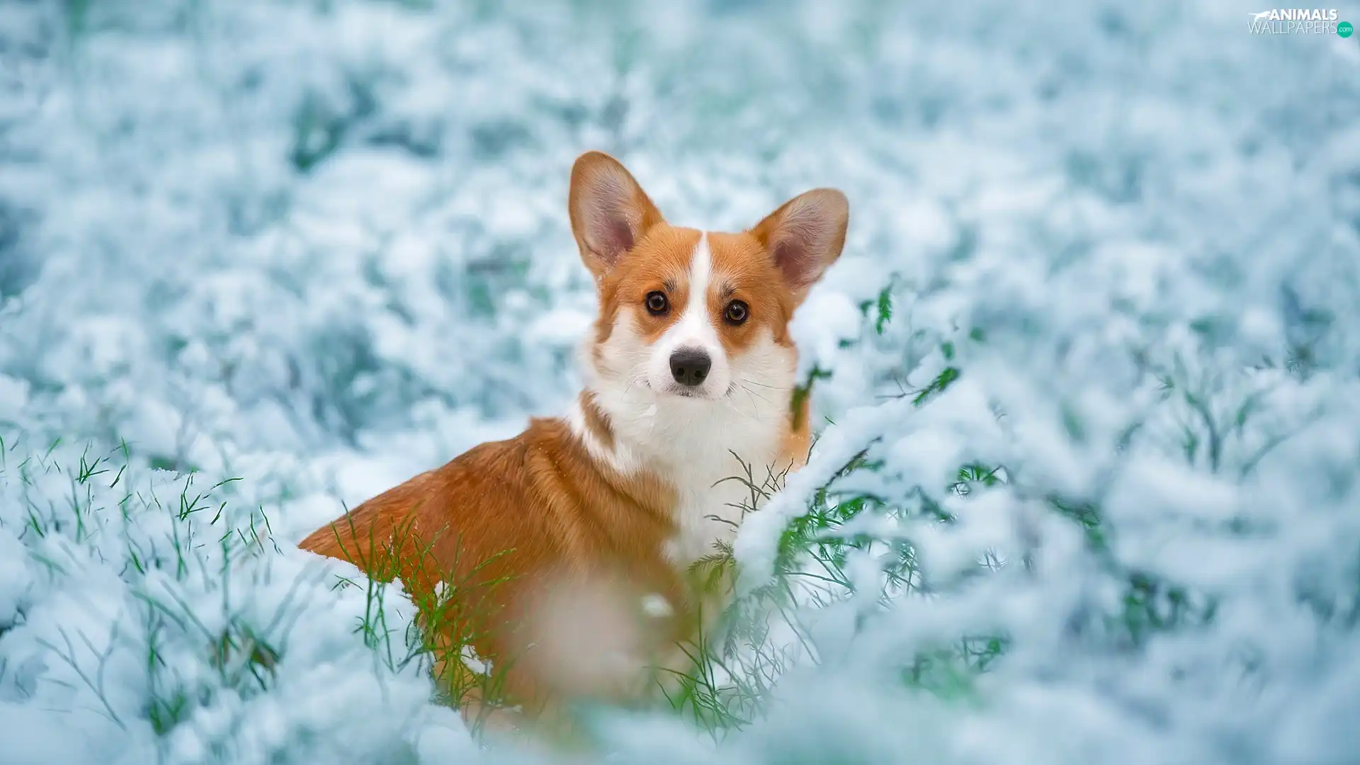 grass, Welsh corgi pembroke, snow, Twigs, dog