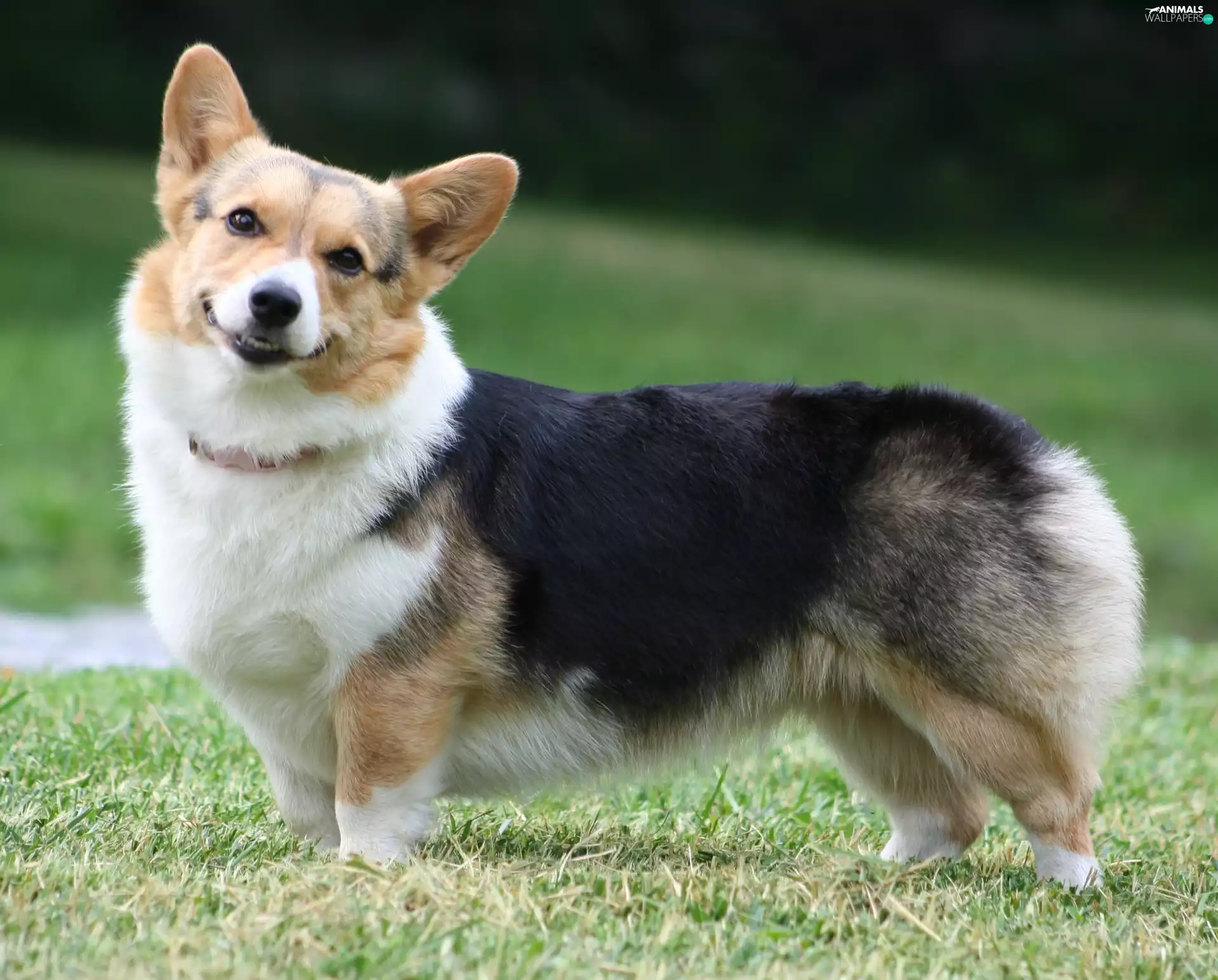 mouth, Welsh corgi pembroke