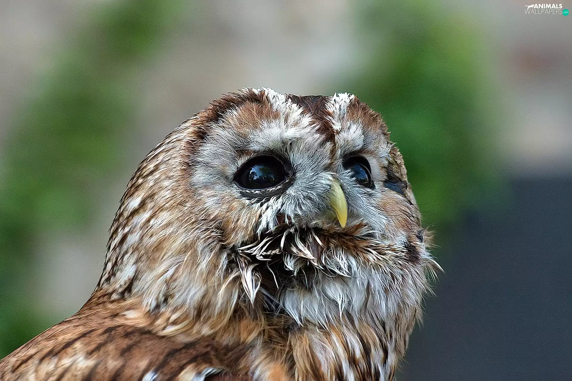 Eyes, pen, Owl, Head, owl