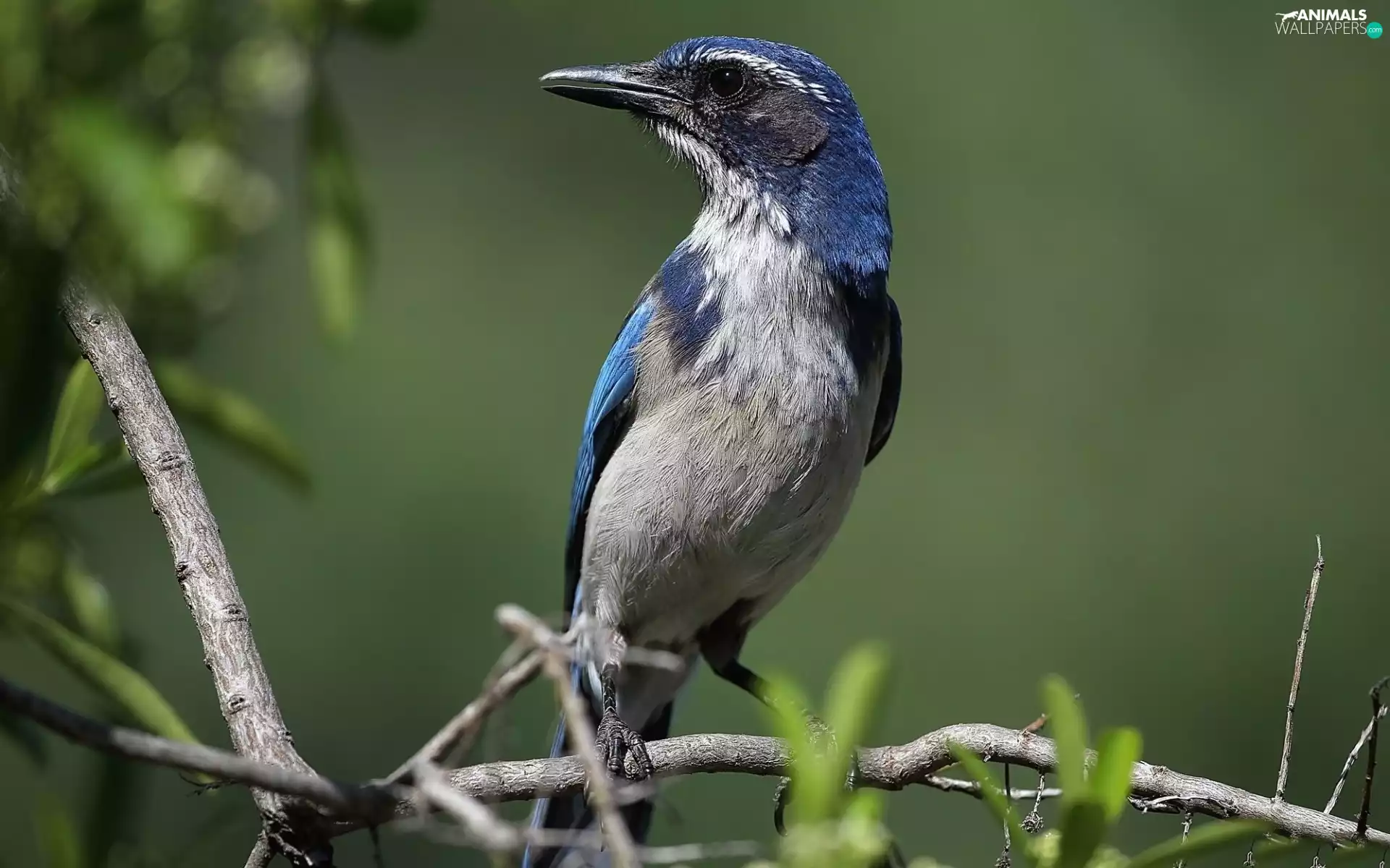 Grey, pen, Twigs, Blue, Bird