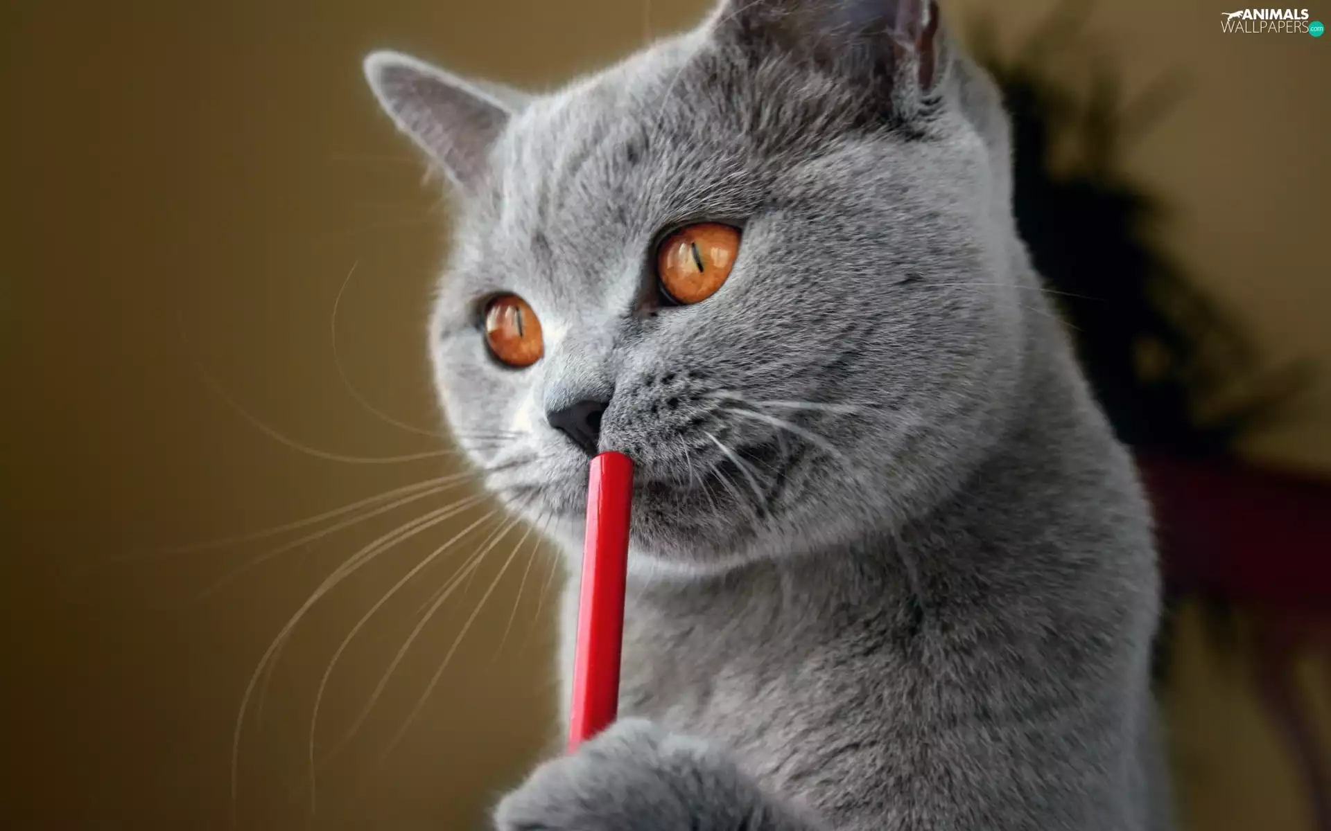 pencil, cat, British