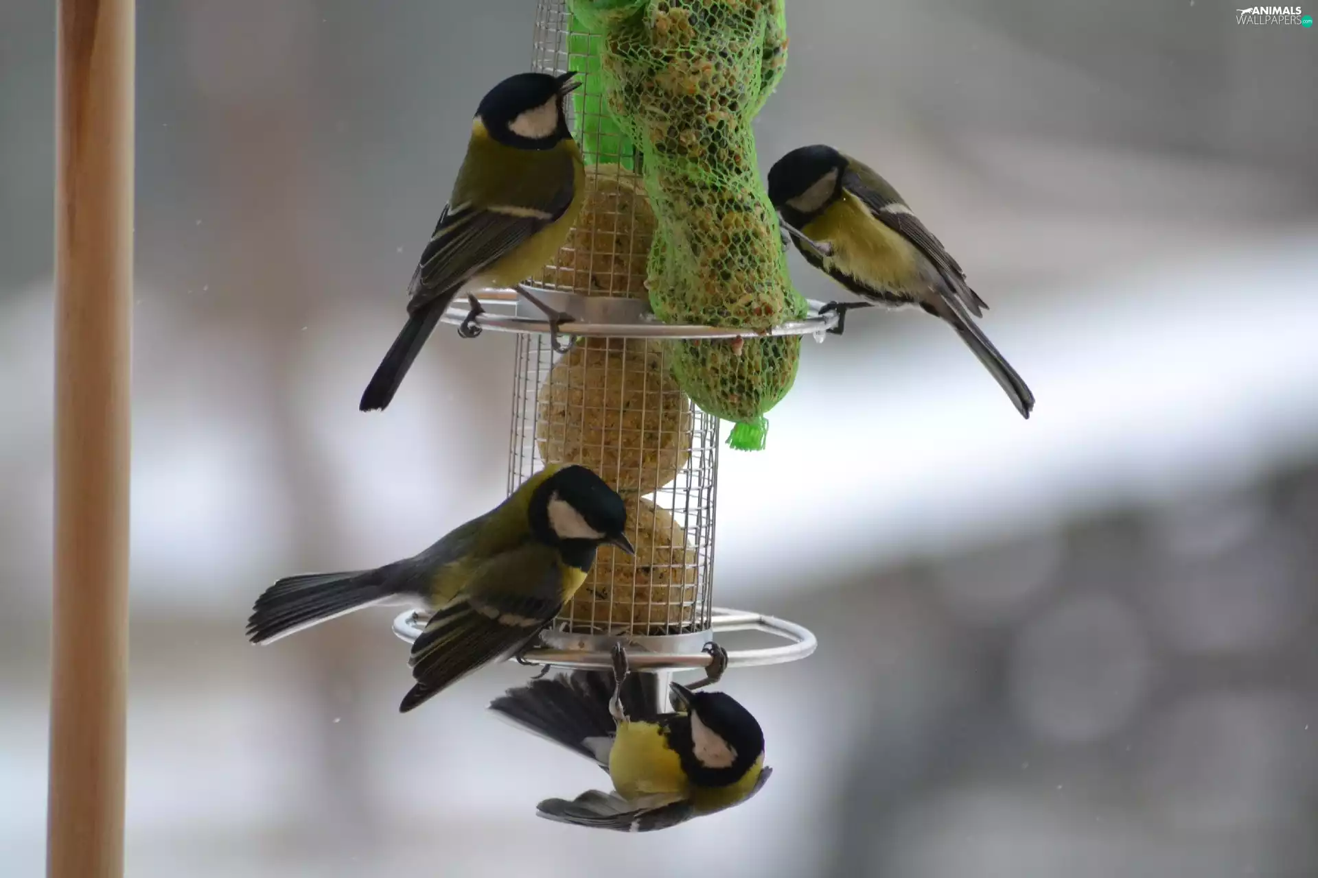 Bird feeder, Chickadees, pendant