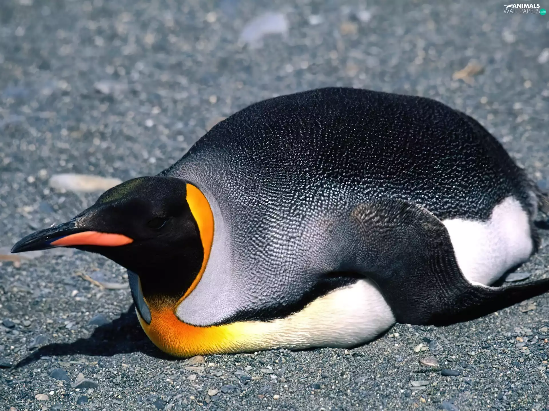 penguin