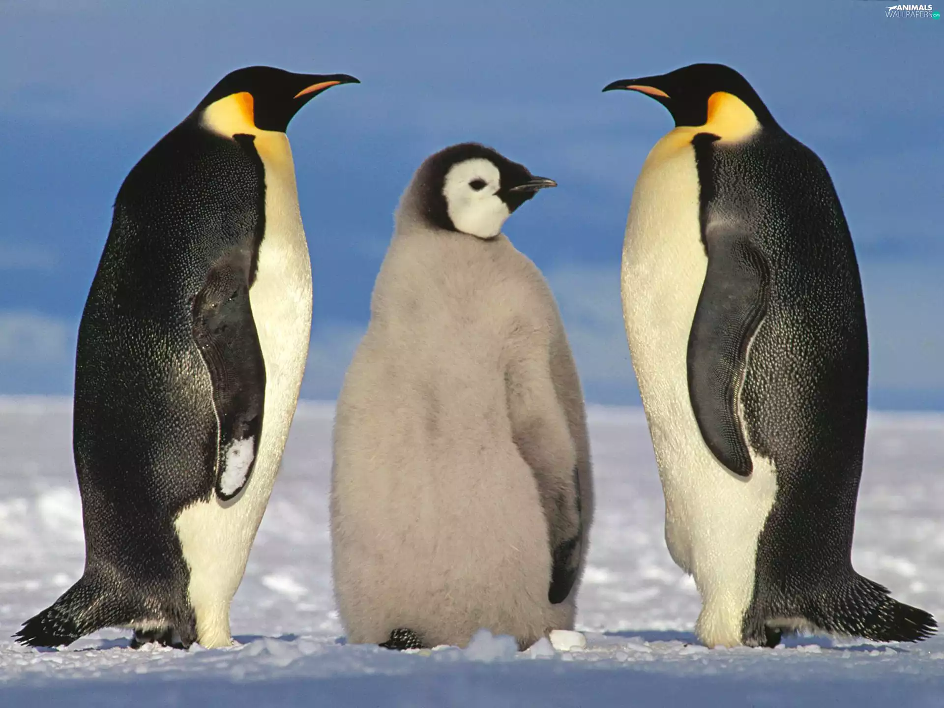 penguin, chick