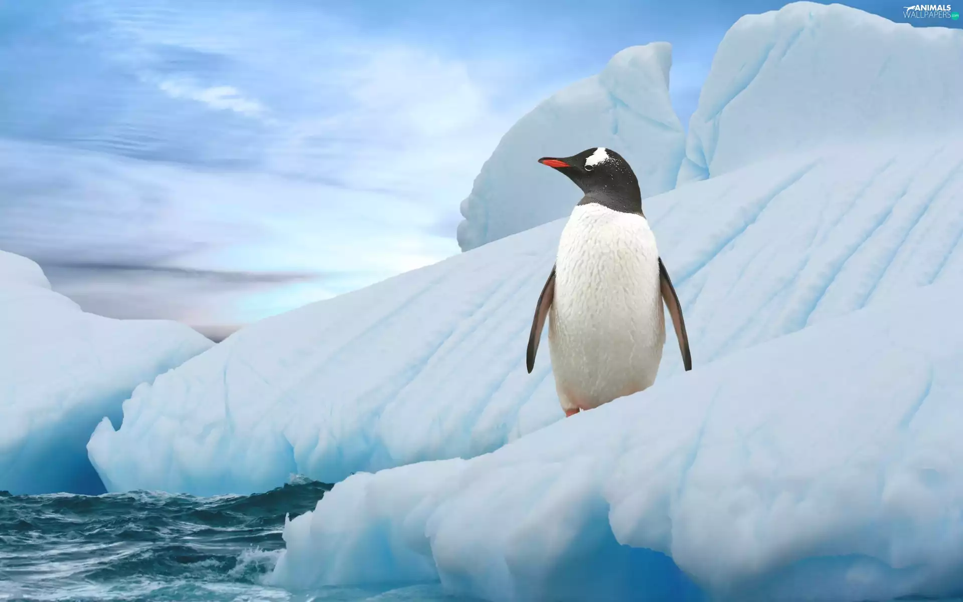 penguin, Iceberg