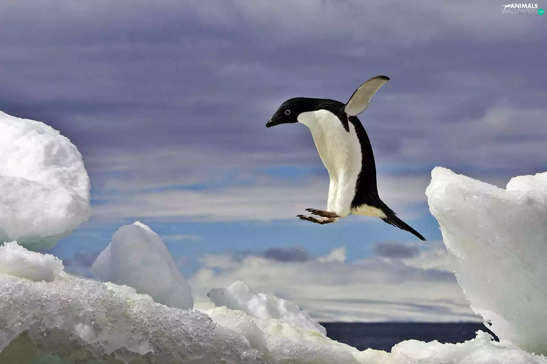 penguin, sea, Icecream