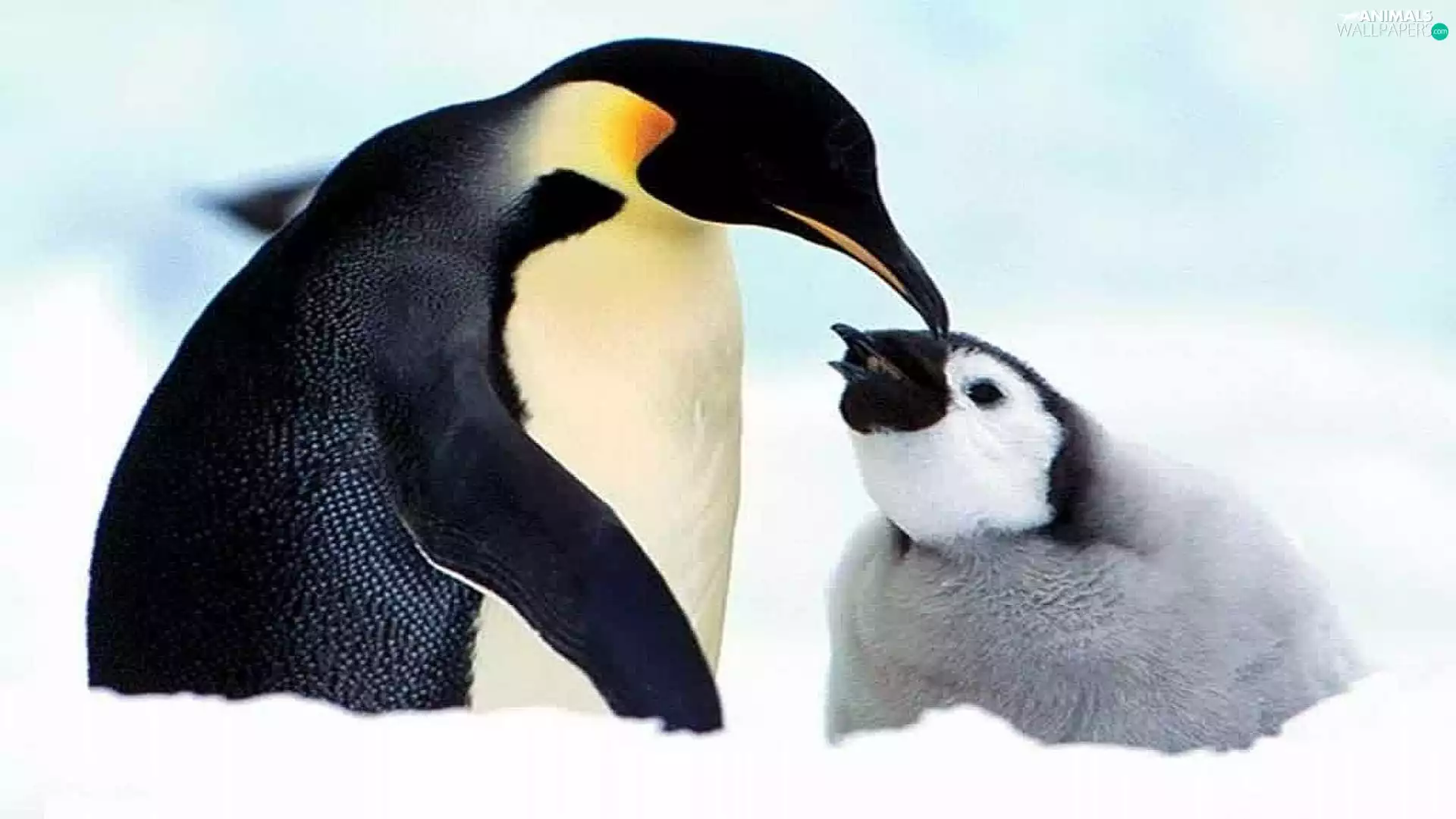 small, imperial, mother, penguin