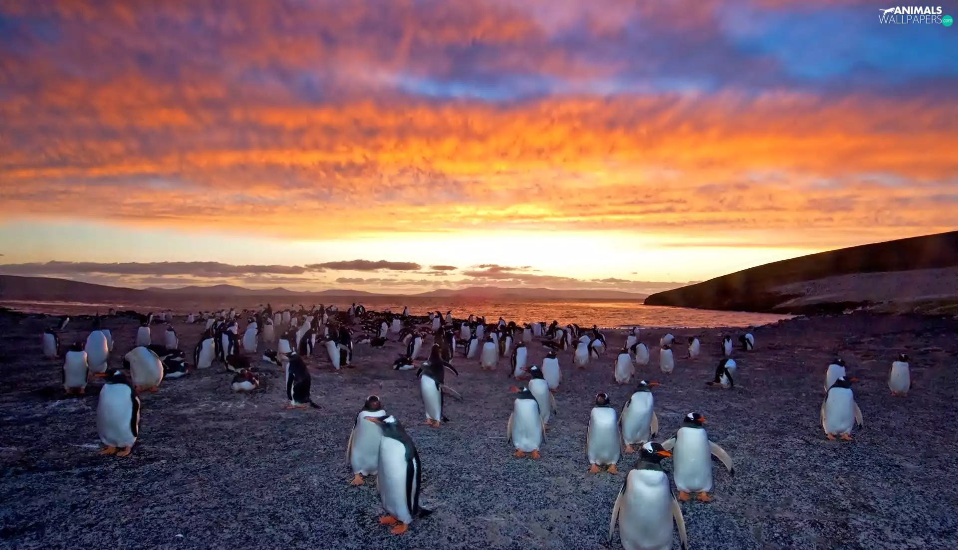 coast, penguin, west, sun, sea