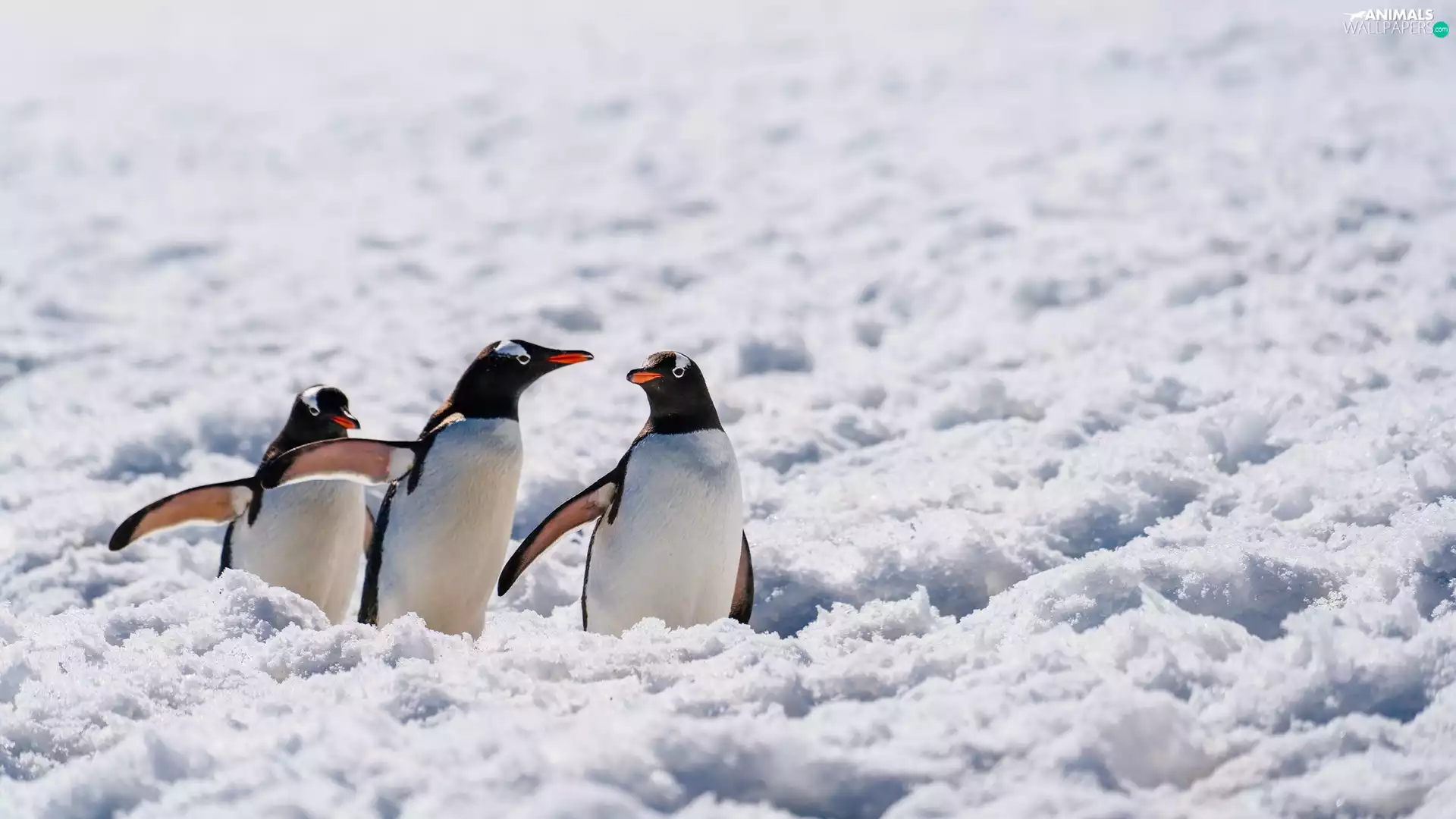snow, Antarctica, Gentoo penguins