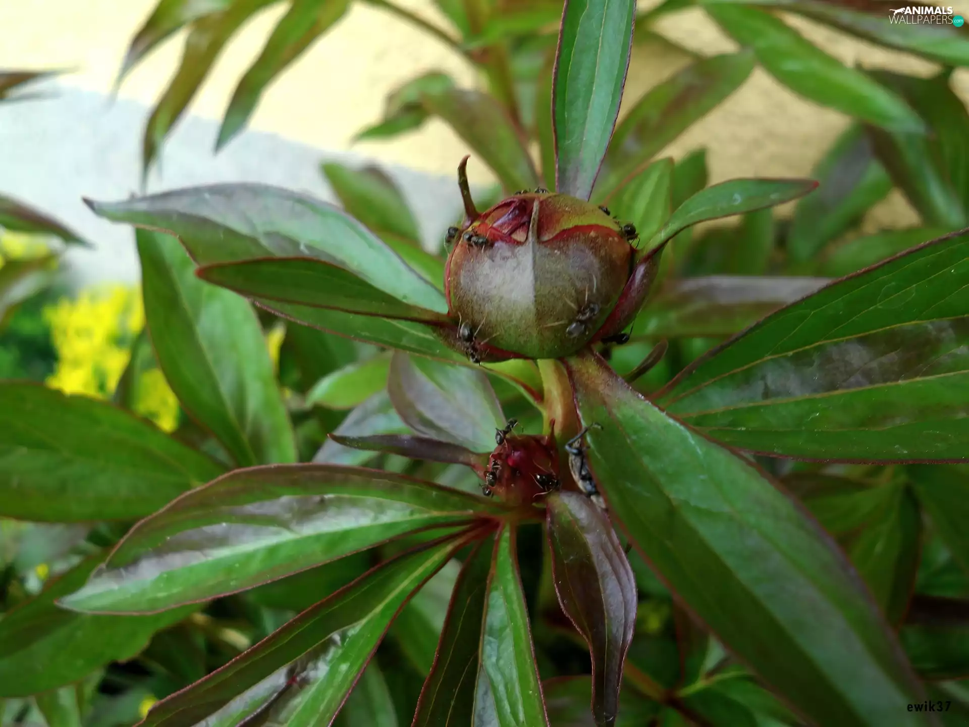 Buds, Black, ants, peony
