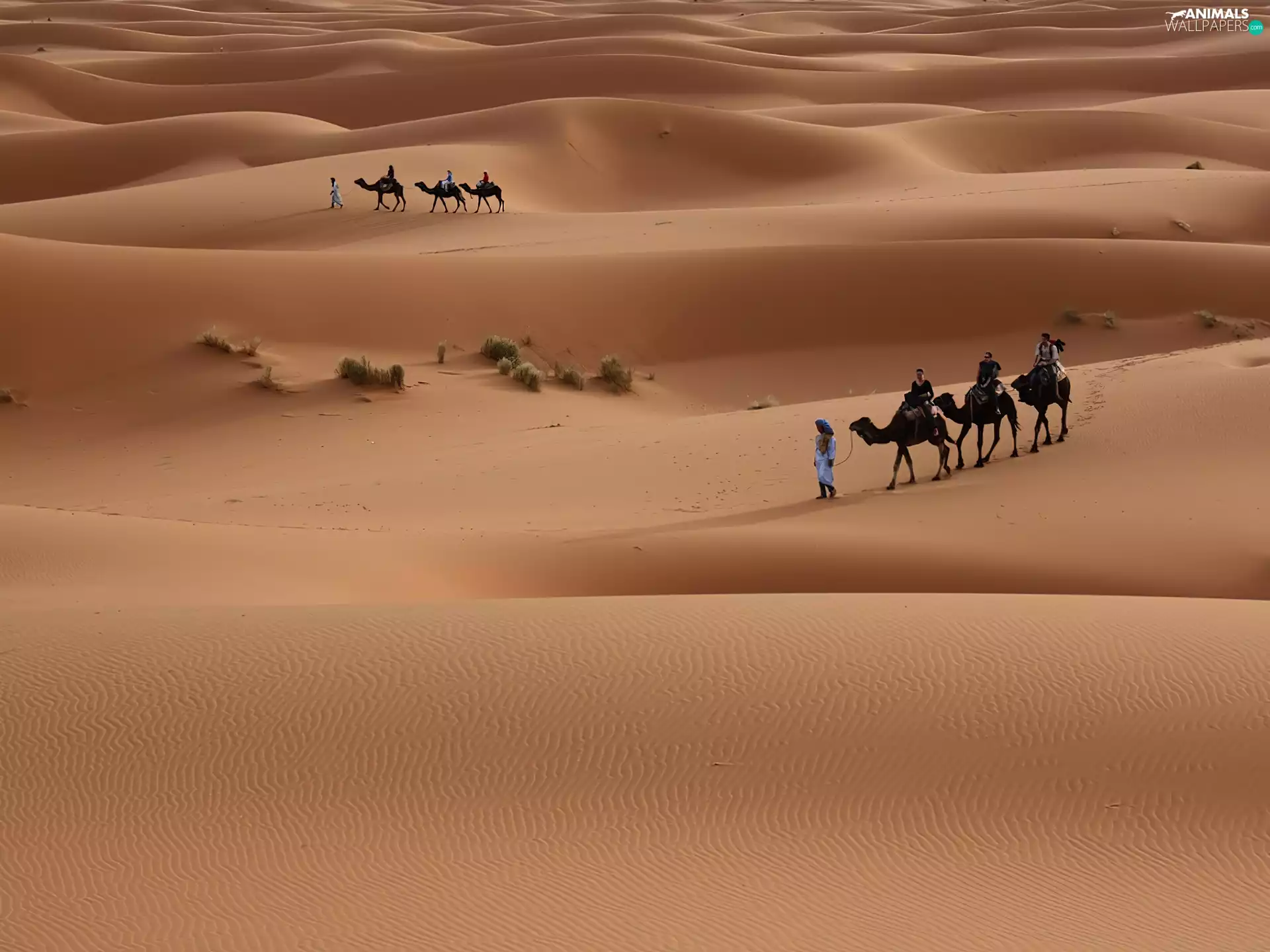 People, Desert, Camels