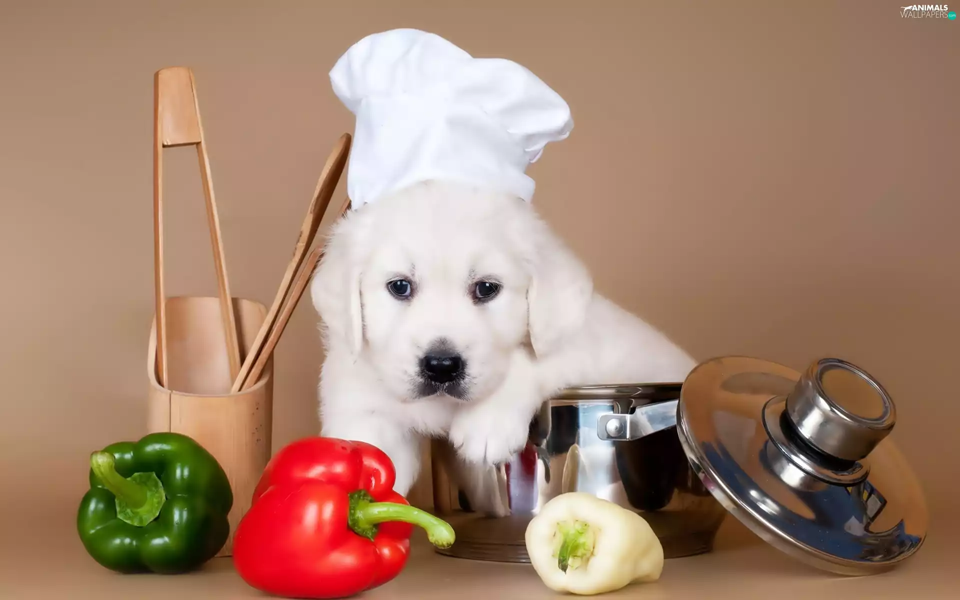 pepper, puppie, cook