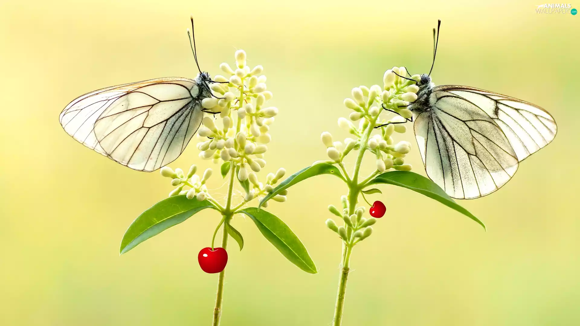 plant, rapprochement, butterflies, Pereute telthusa, Two cars