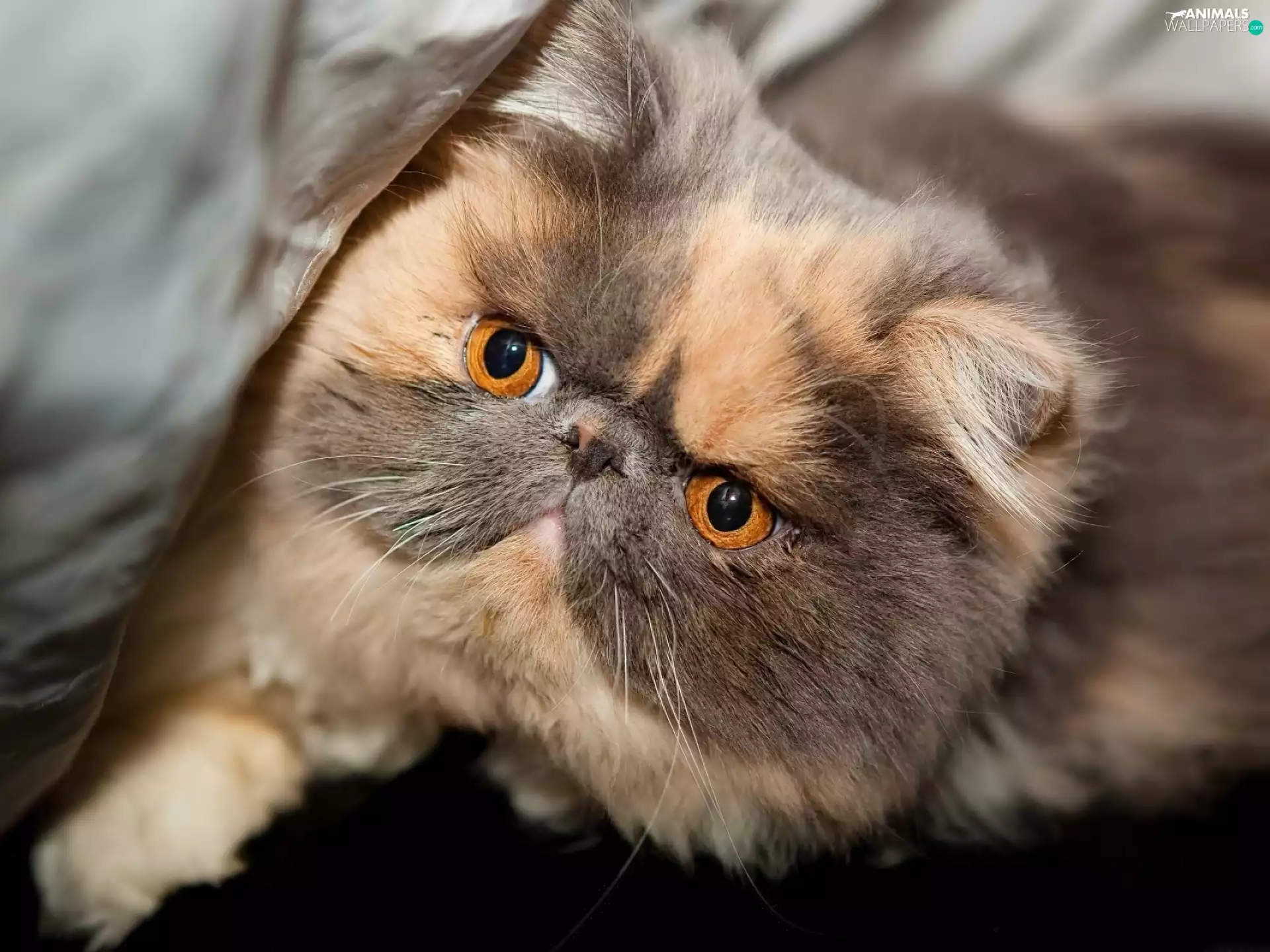 cat, Big, Eyes, persian