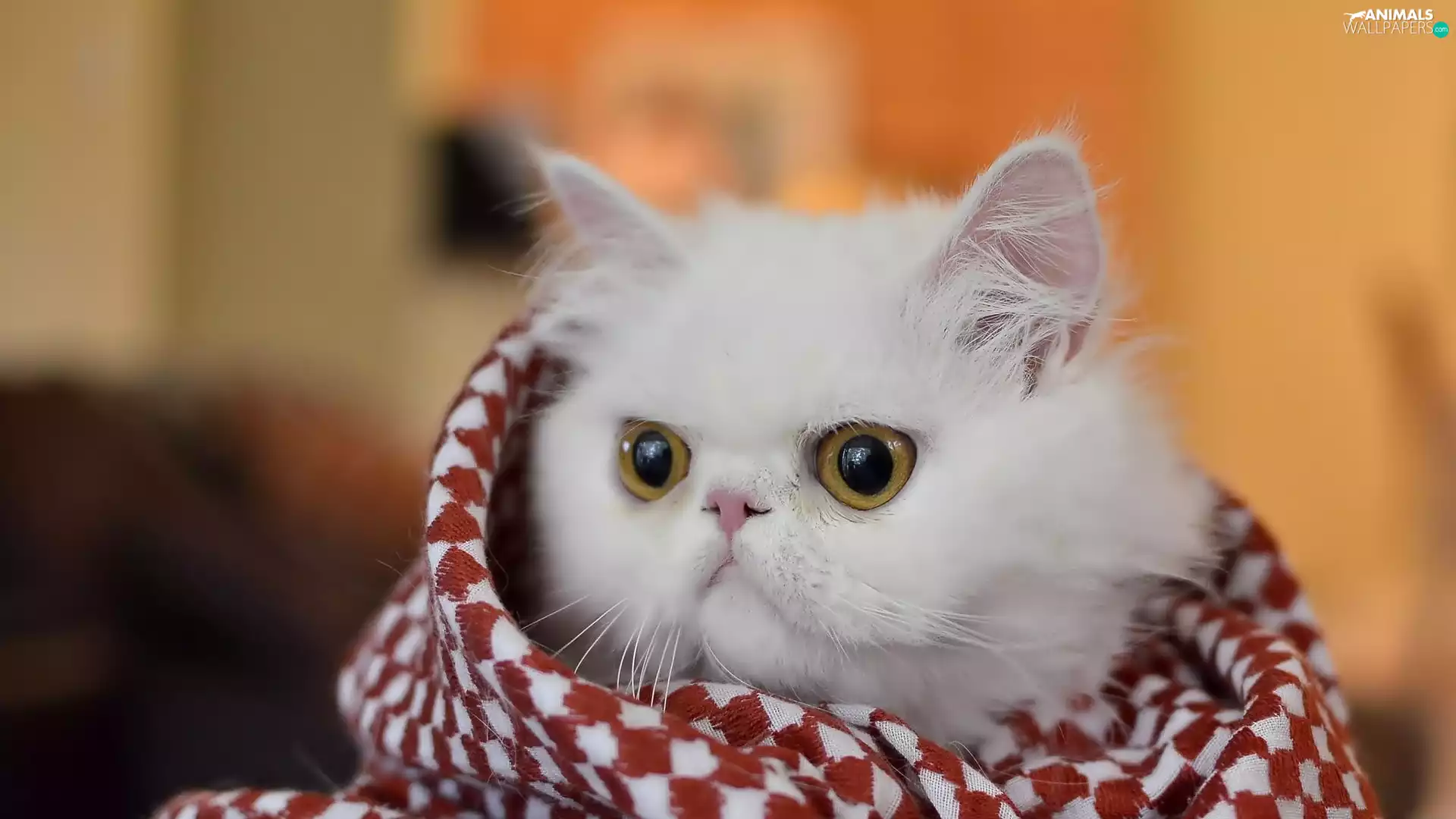 White, Persian Cat, Blanket, honeyed