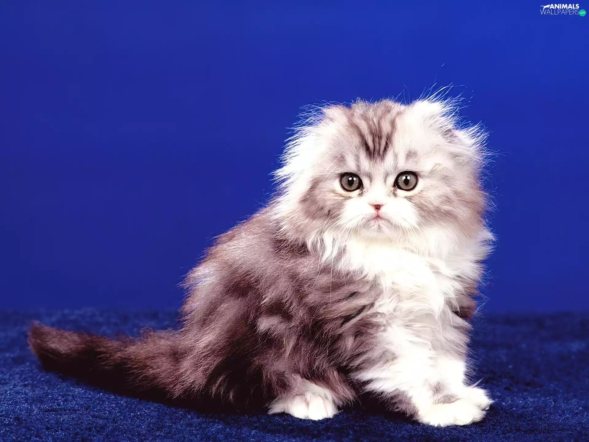 cat, oblate, mouth, persian