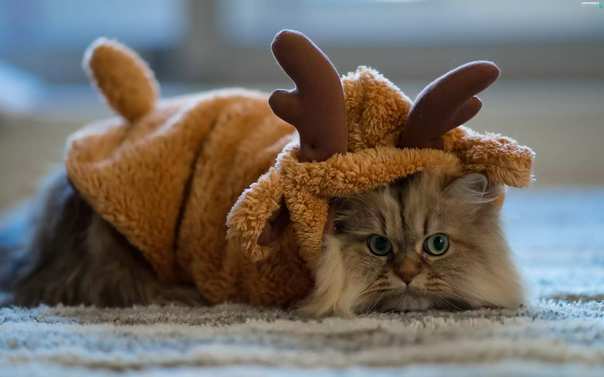cat, costume, Reindeer, persian