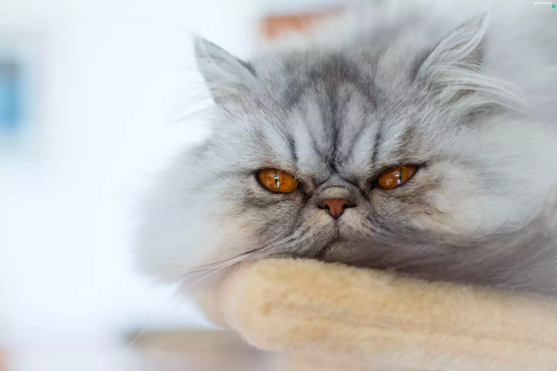 Persian Cat