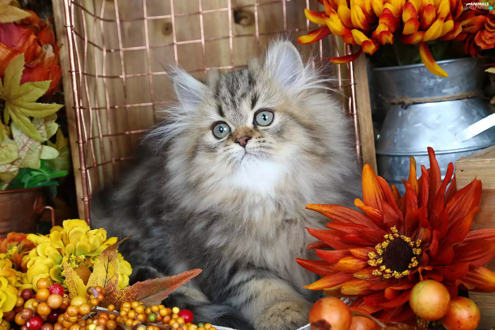 Persian Cat, Flowers