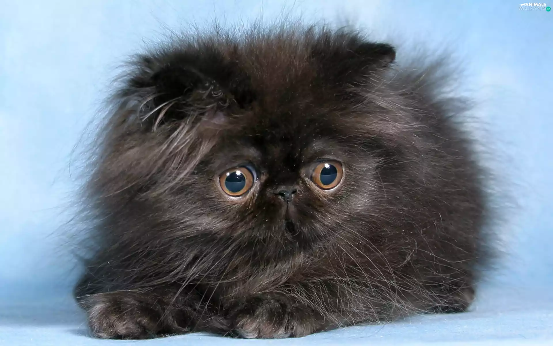 fluffy, cat, Eyes, persian