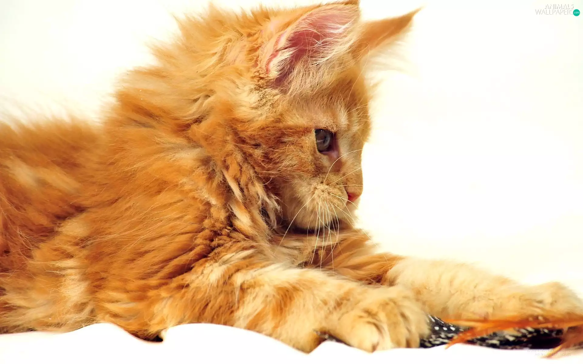 Persian Cat, ginger