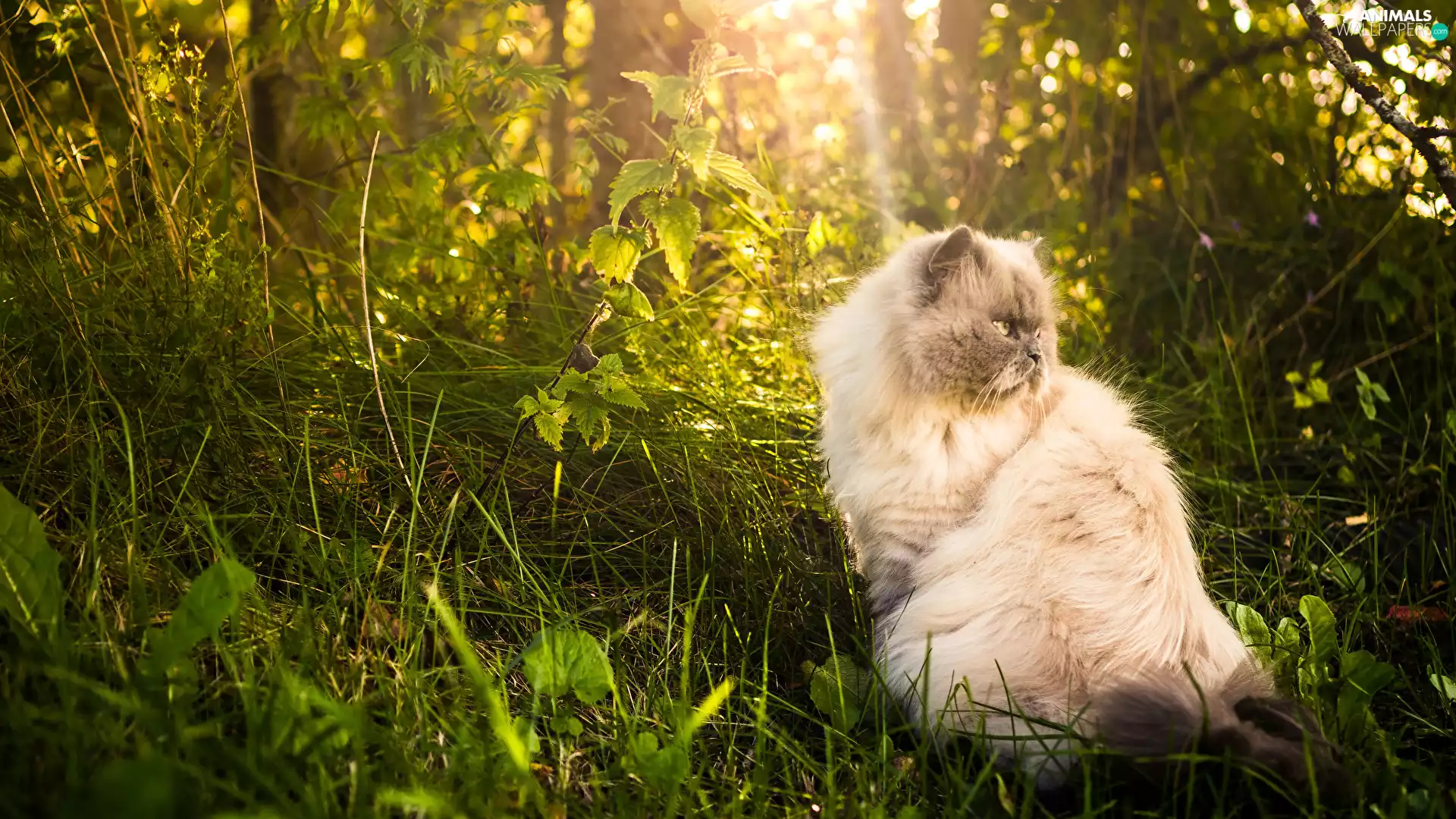 Persian Cat, grass