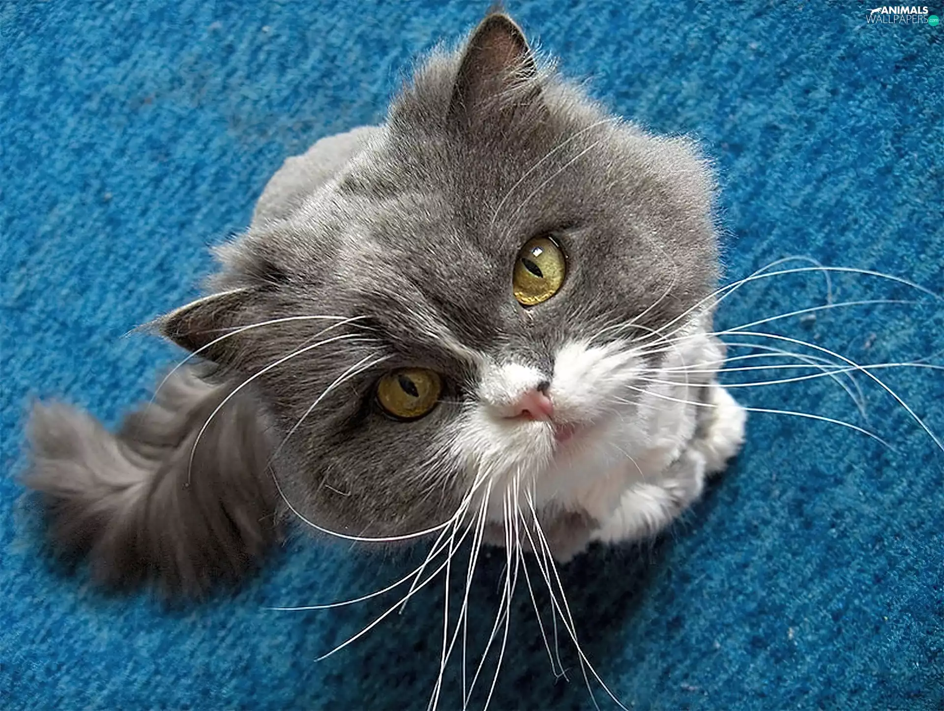 persian, gray, White