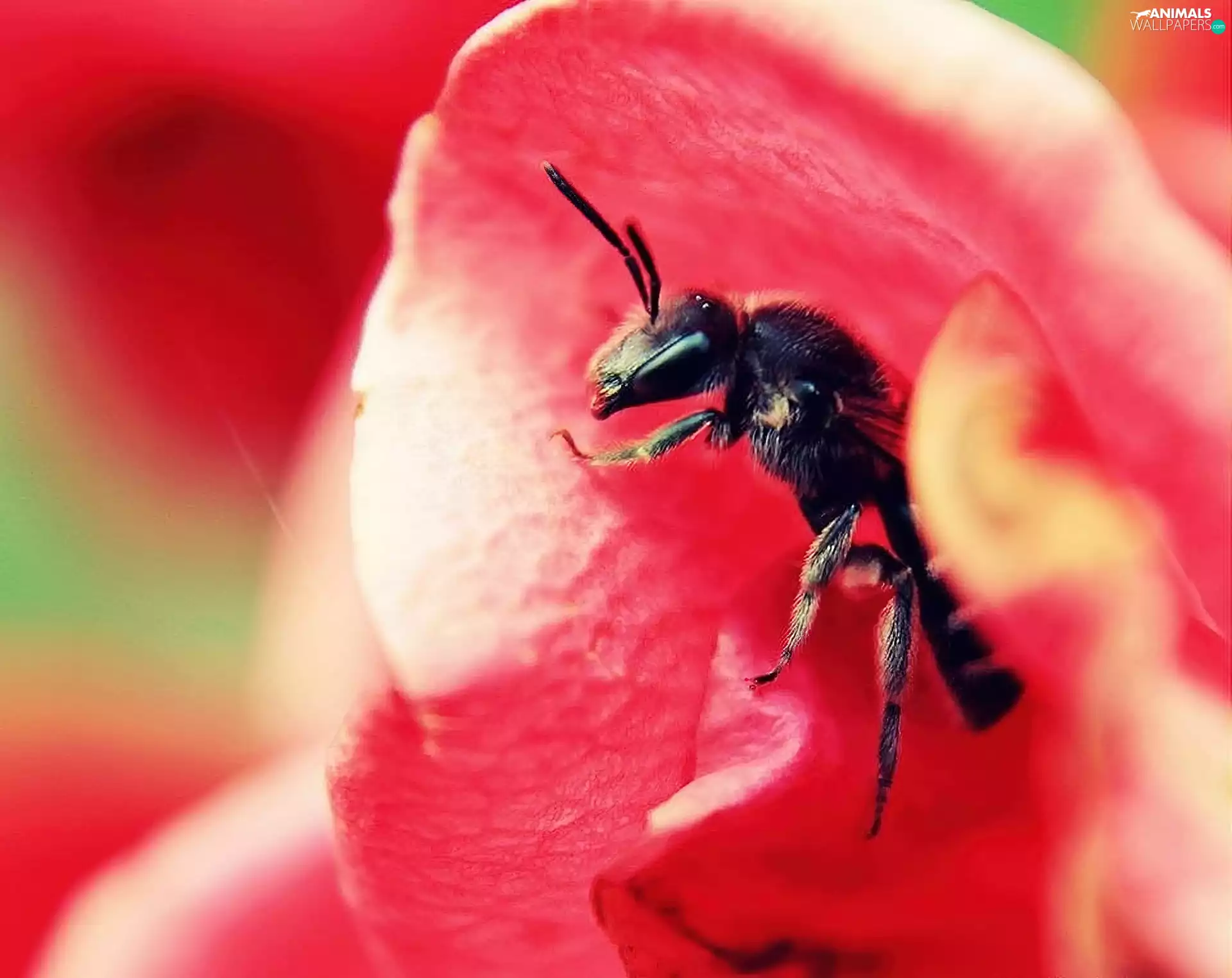 Red, flower, Insect, petal