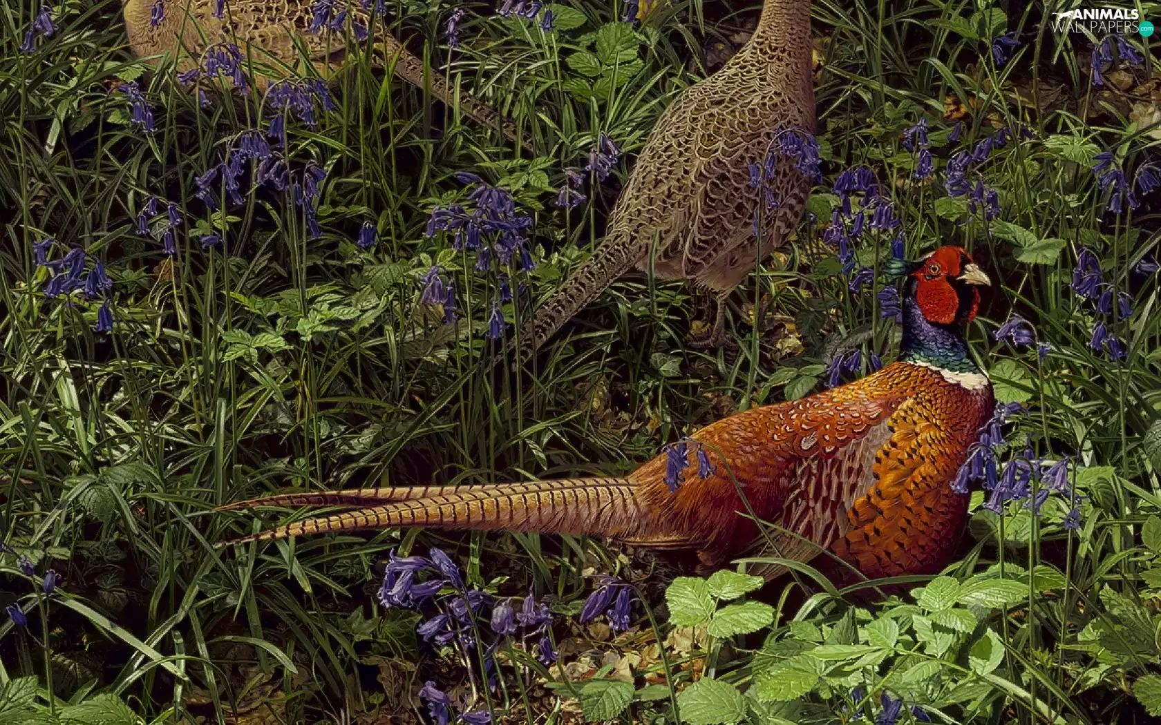 pheasant