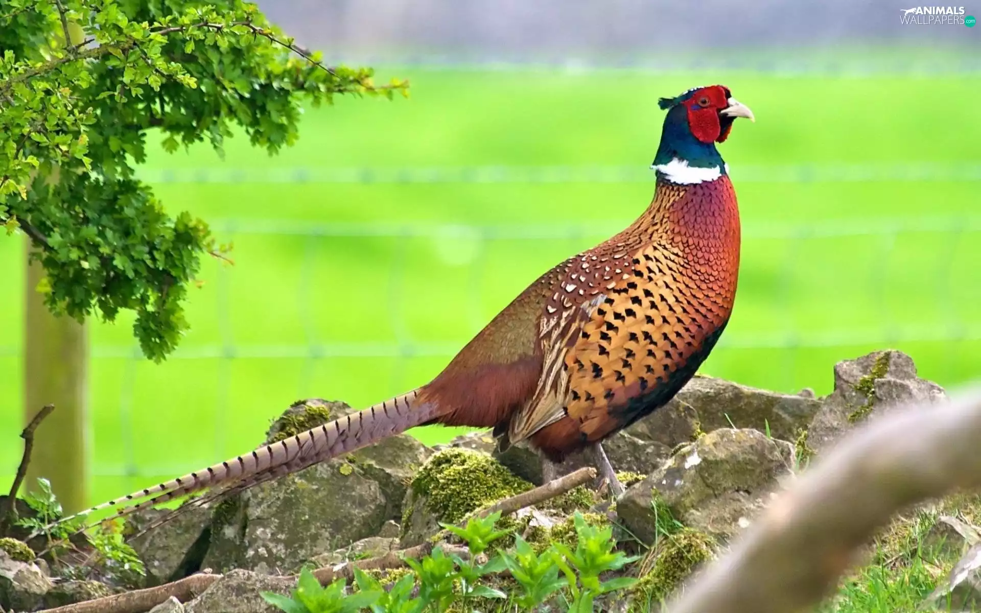 pheasant, rocks